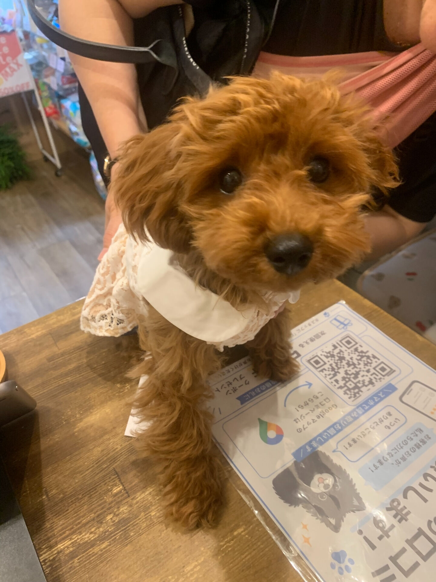 ココちゃんご来店ありがとうございます✨