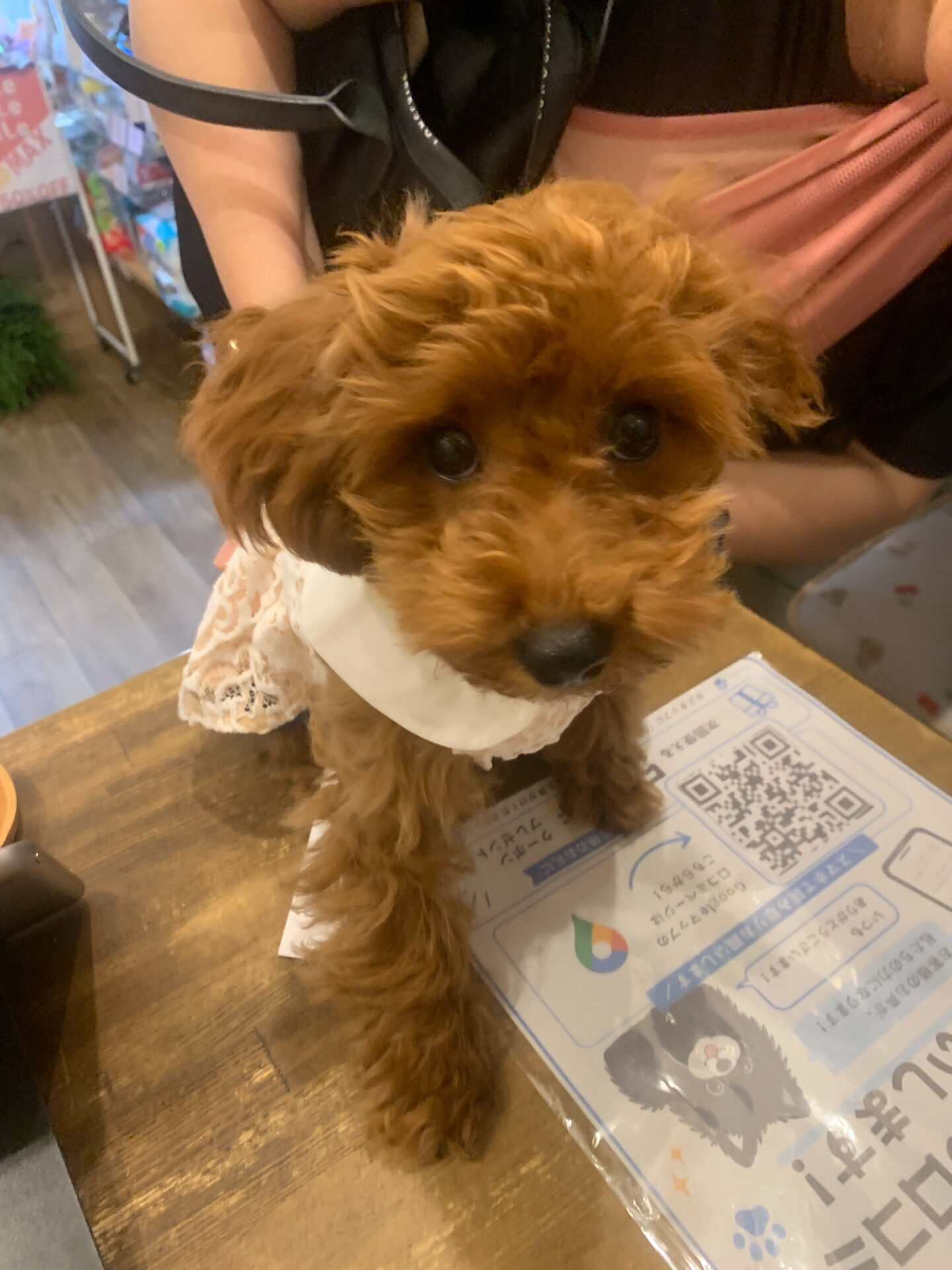 ココちゃんご来店ありがとうございます✨