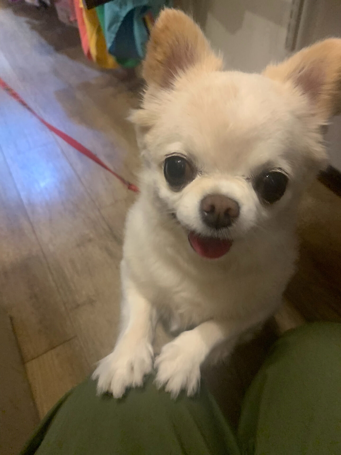 ルルちゃんご来店ありがとうございます😊