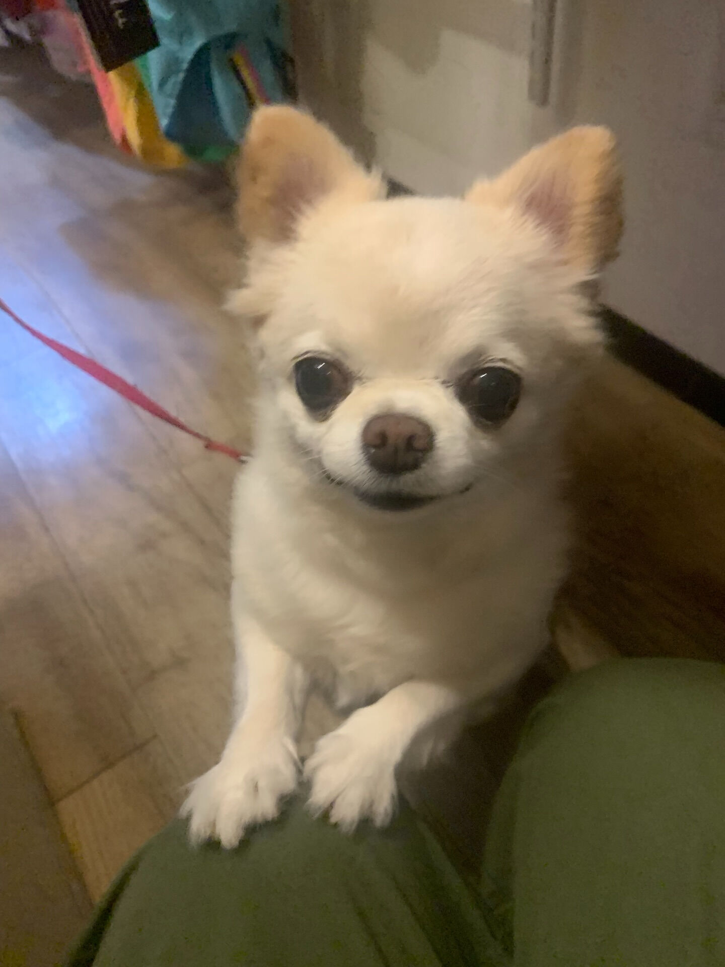 ルルちゃんご来店ありがとうございます😊