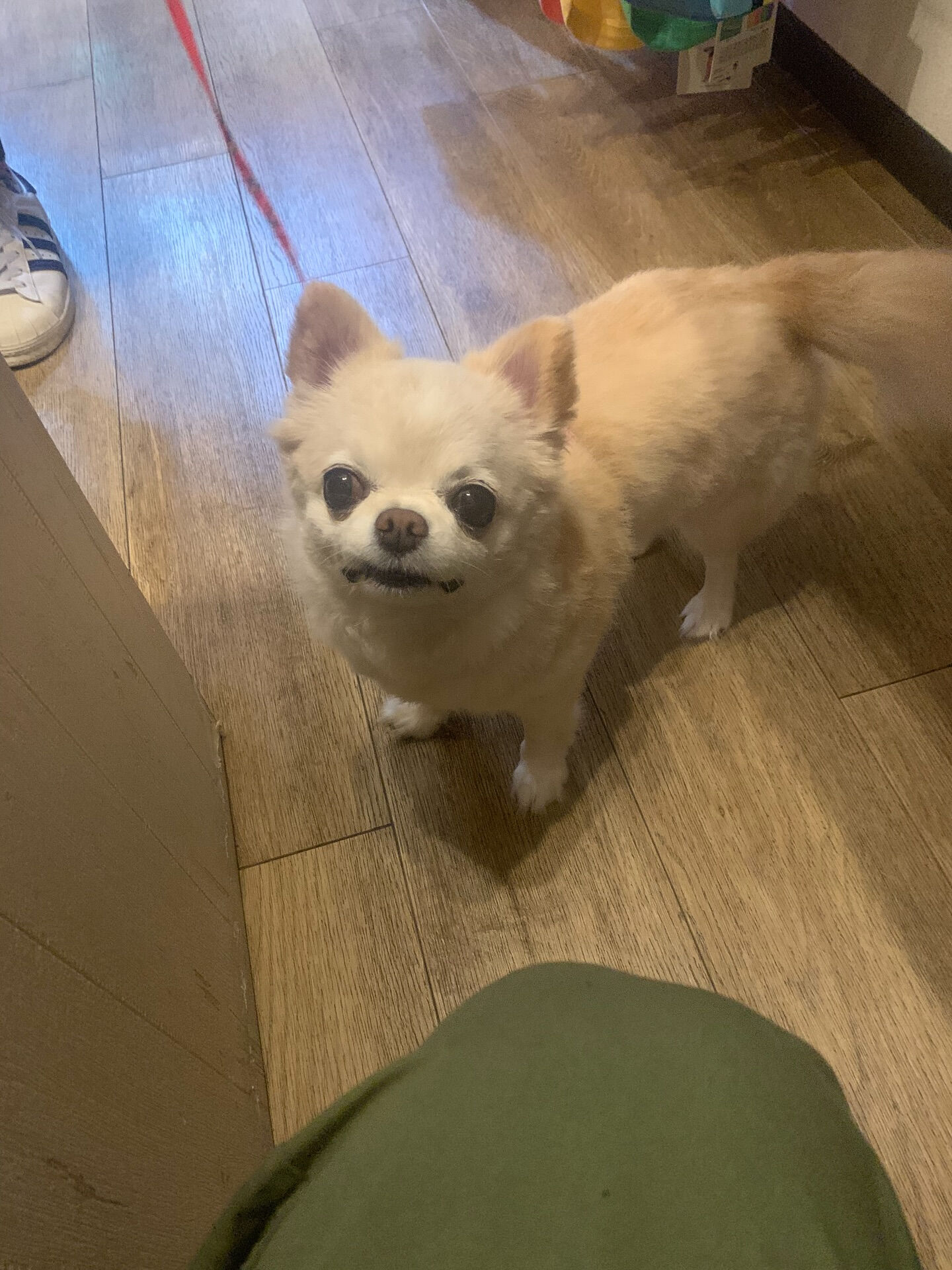 ルルちゃんご来店ありがとうございます😊