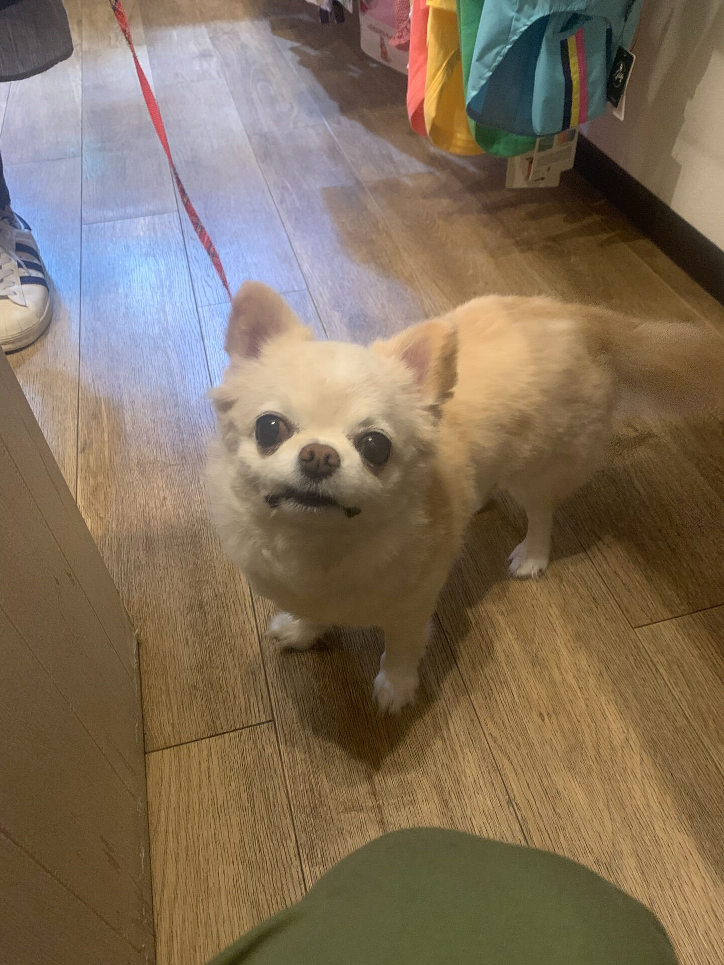 ルルちゃんご来店ありがとうございます😊