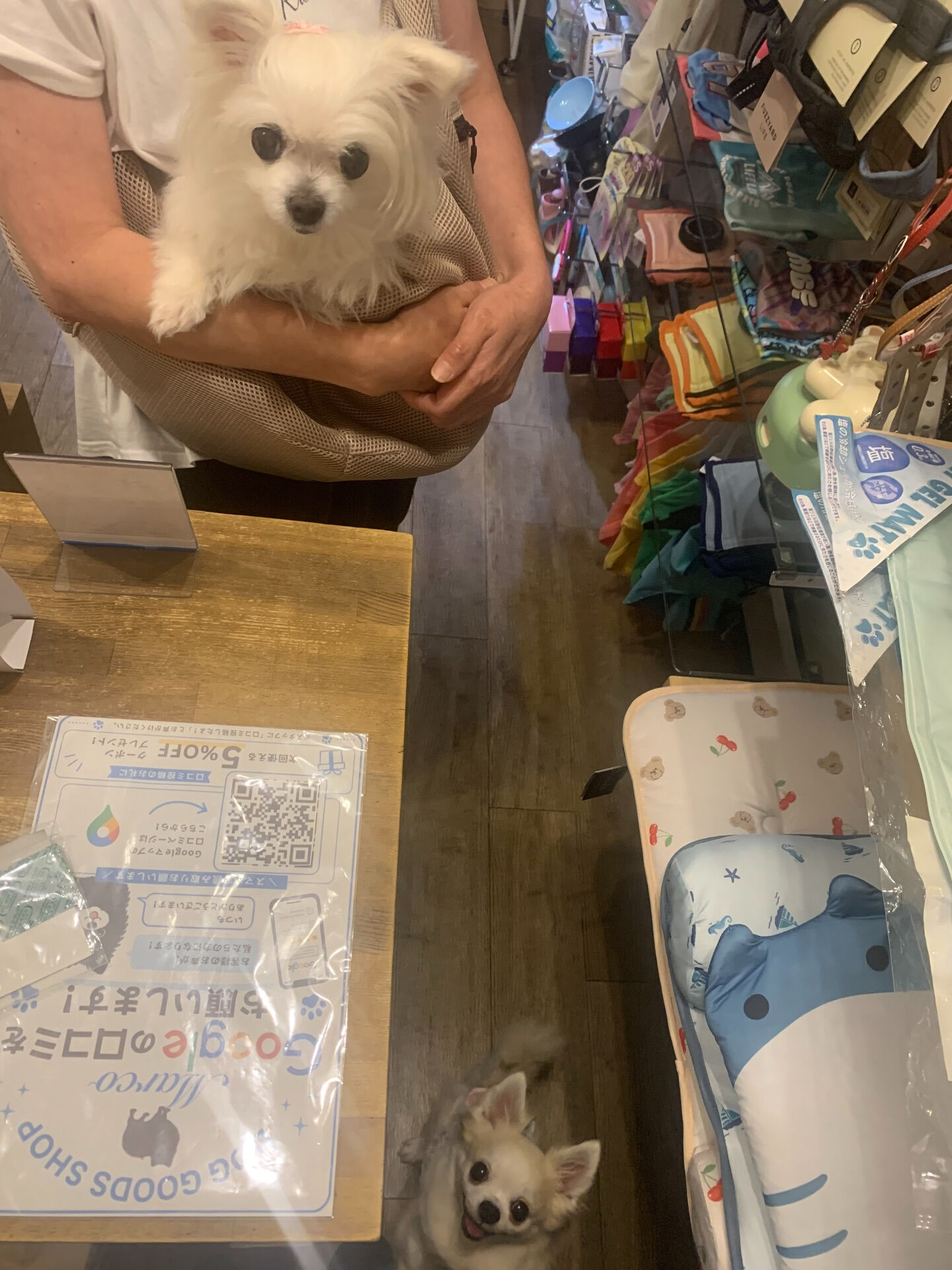 ももちゃん、ここちゃんご来店ありがとうございます😊