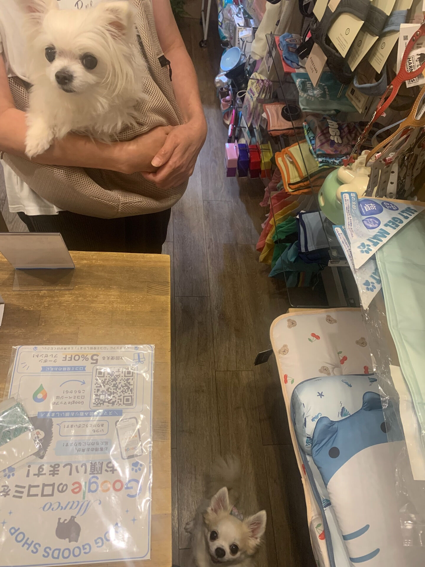 ももちゃん、ここちゃんご来店ありがとうございます😊