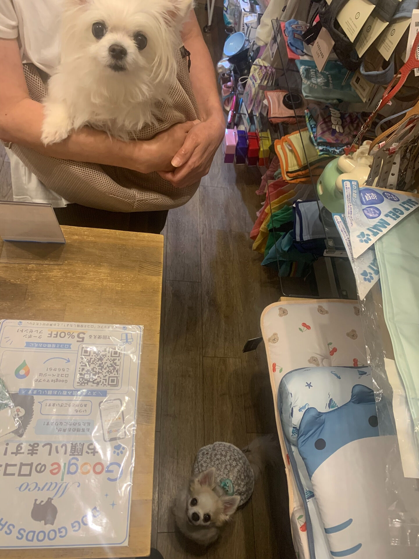 ももちゃん、ここちゃんご来店ありがとうございます😊