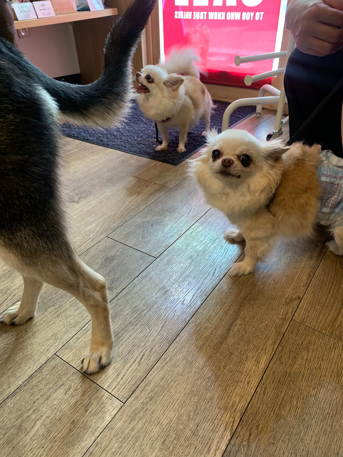 ひふみちゃん、ローくんご来店ありがとうございます😊