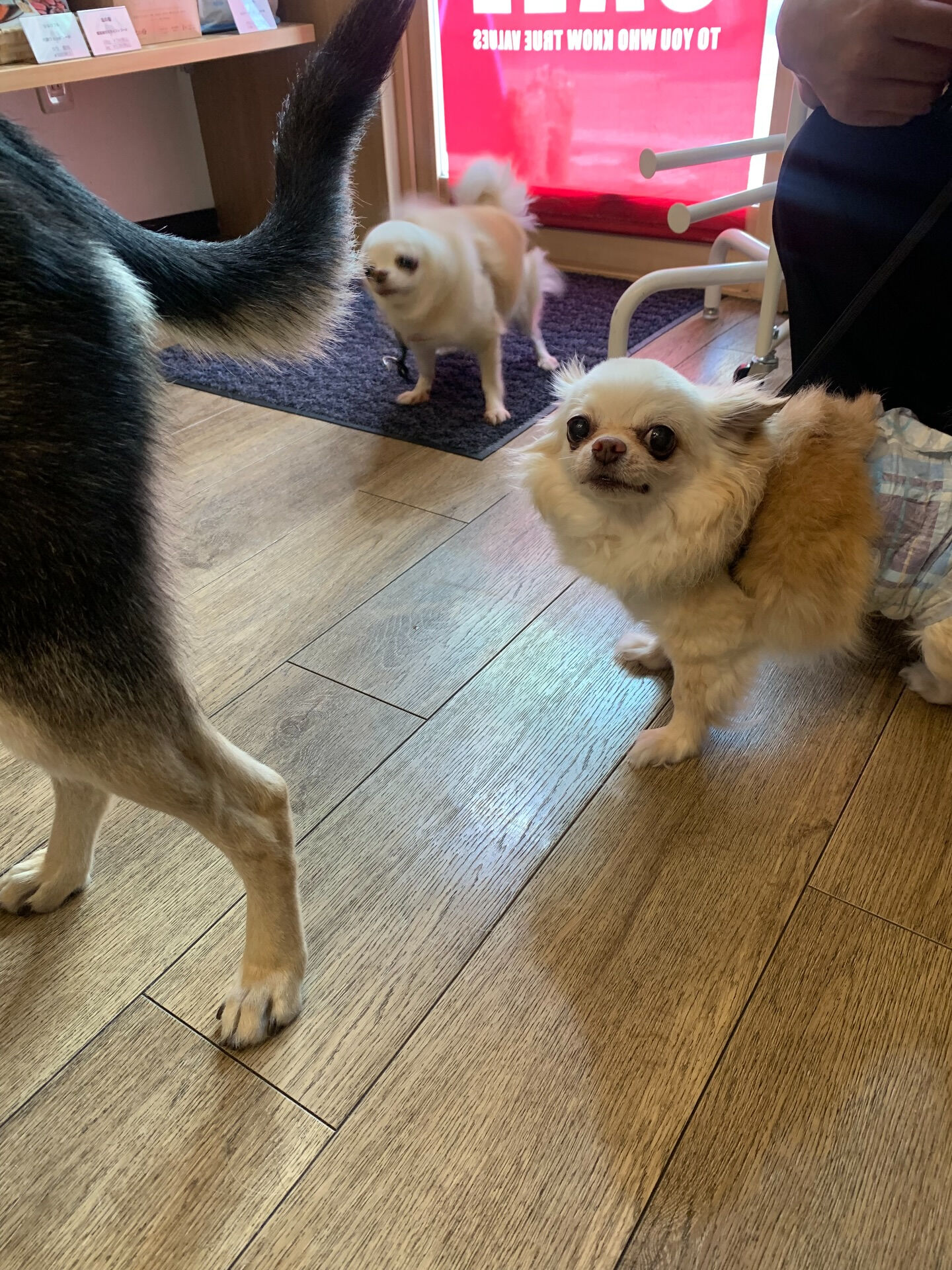ひふみちゃん、ローくんご来店ありがとうございます😊