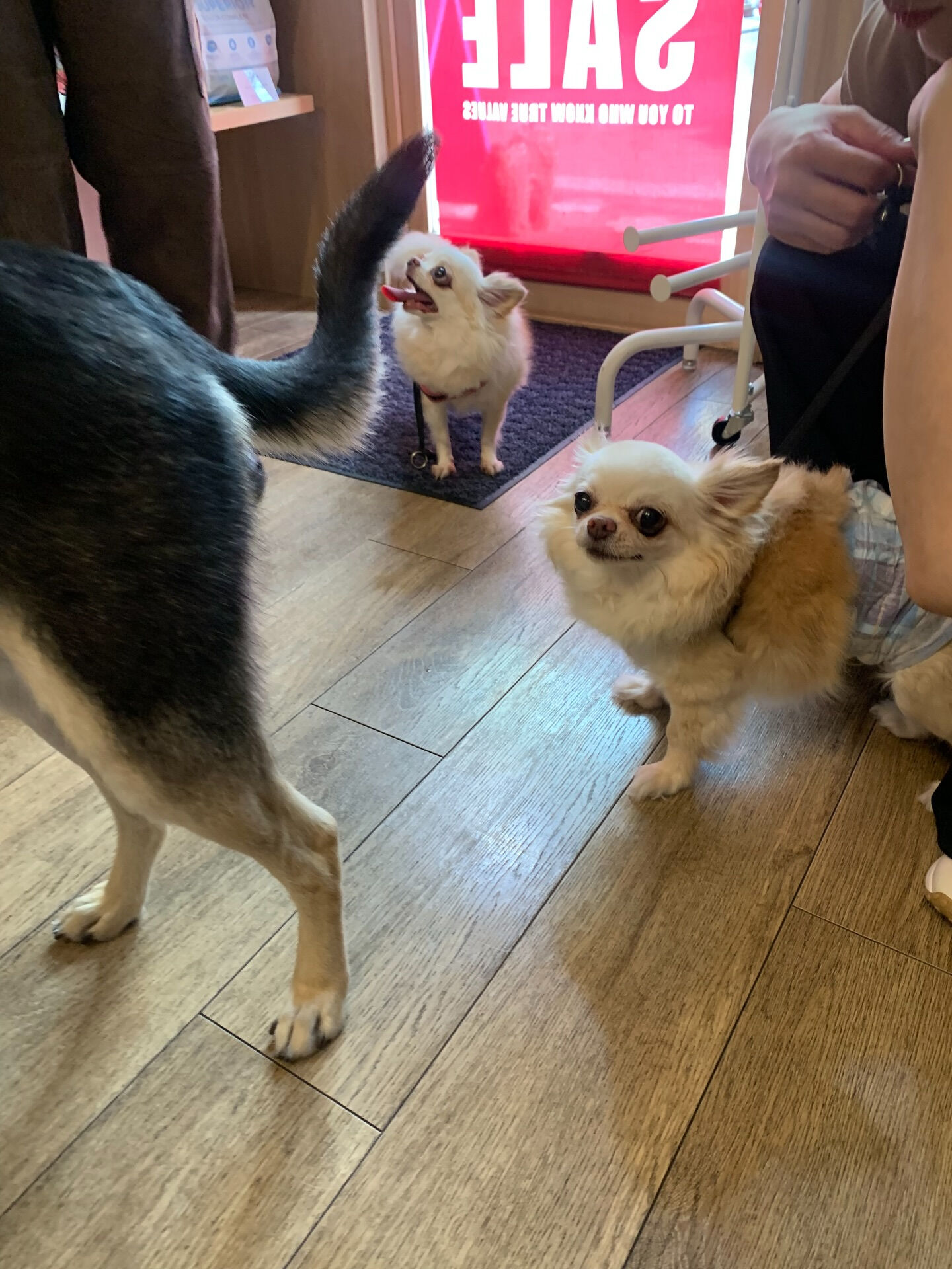 ひふみちゃん、ローくんご来店ありがとうございます😊
