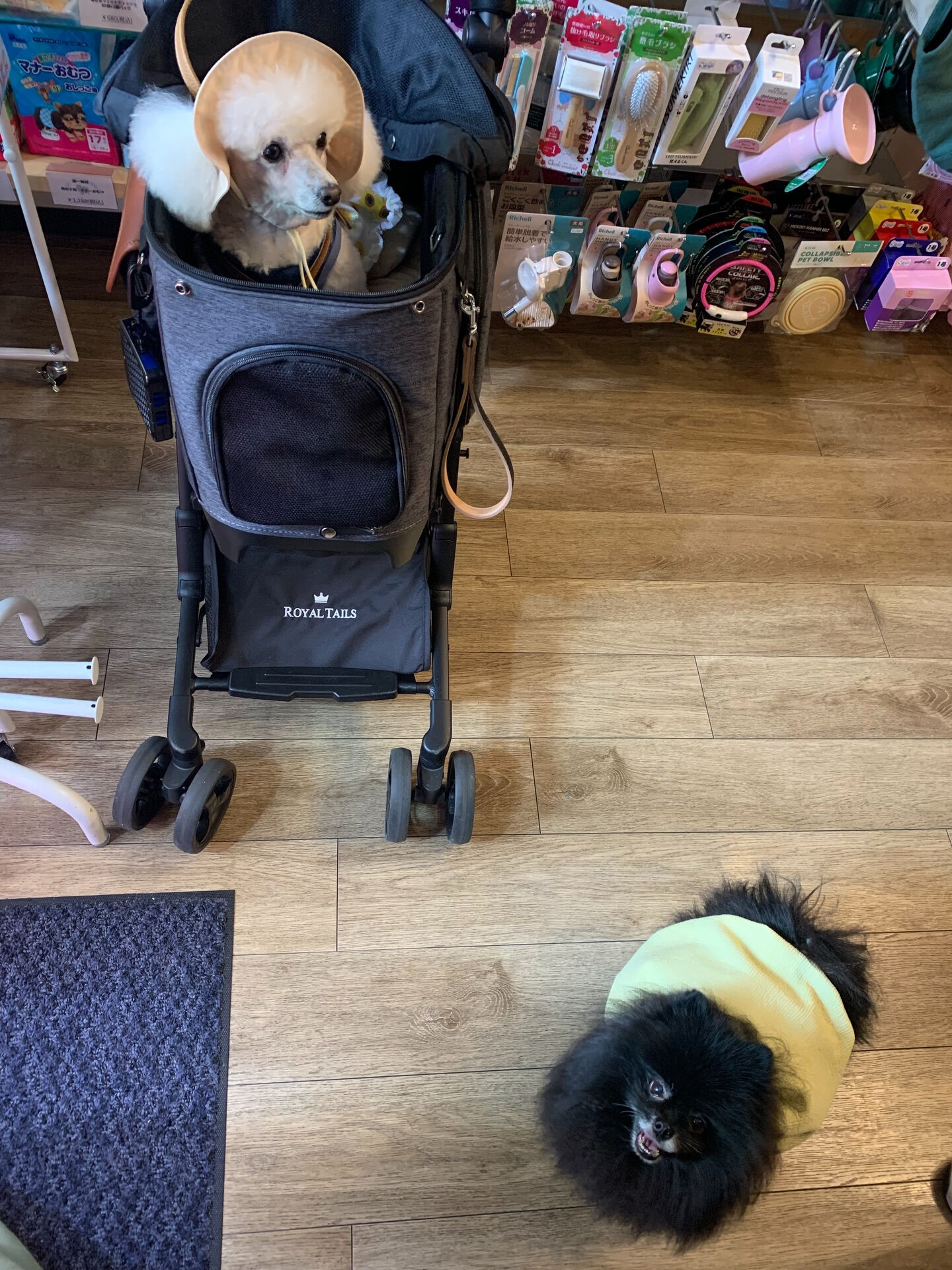 ポンスちゃんご来店ありがとうございます😊