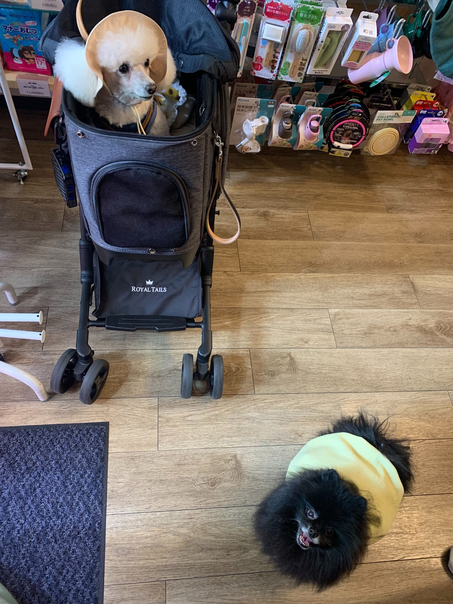 ポンスちゃんご来店ありがとうございます😊