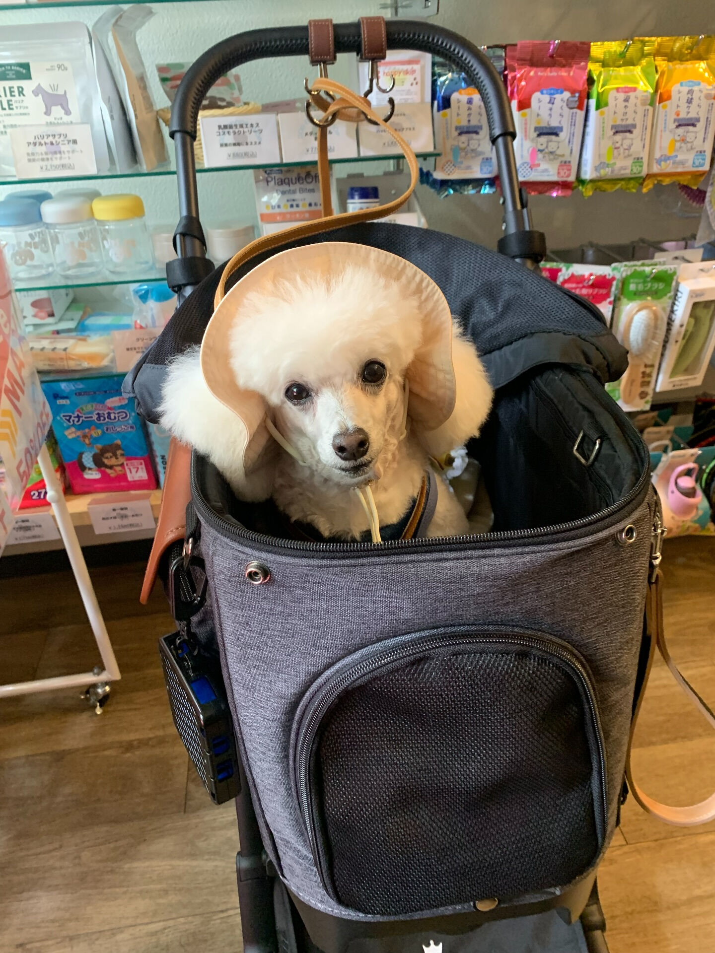 ポンスちゃんご来店ありがとうございます😊