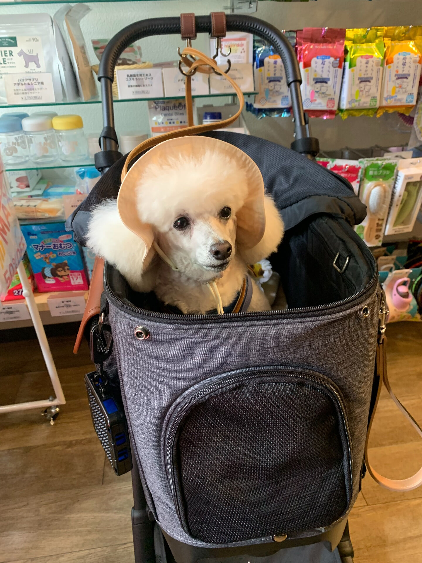 ポンスちゃんご来店ありがとうございます😊