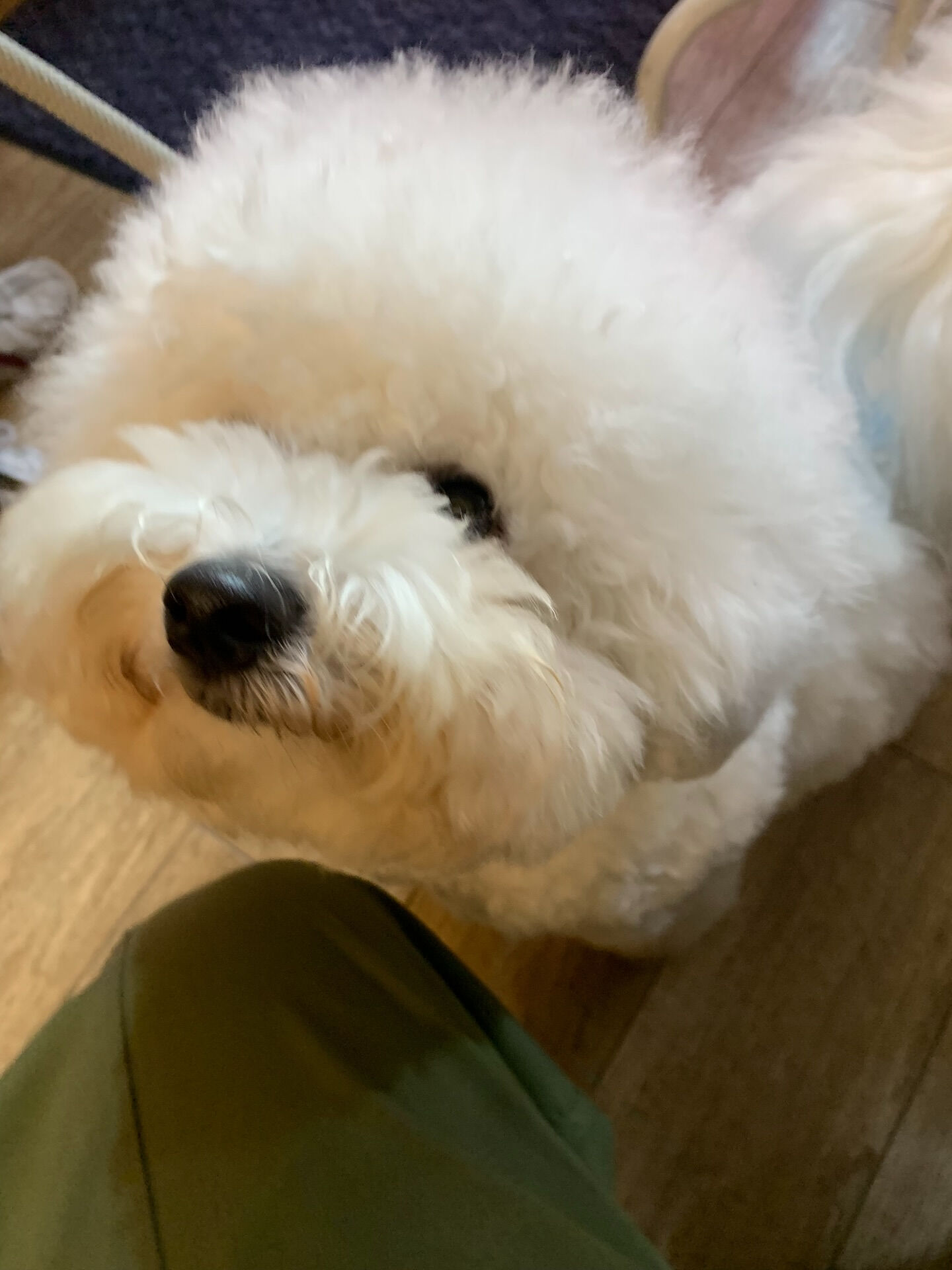 フランくんご来店ありがとうございます😊