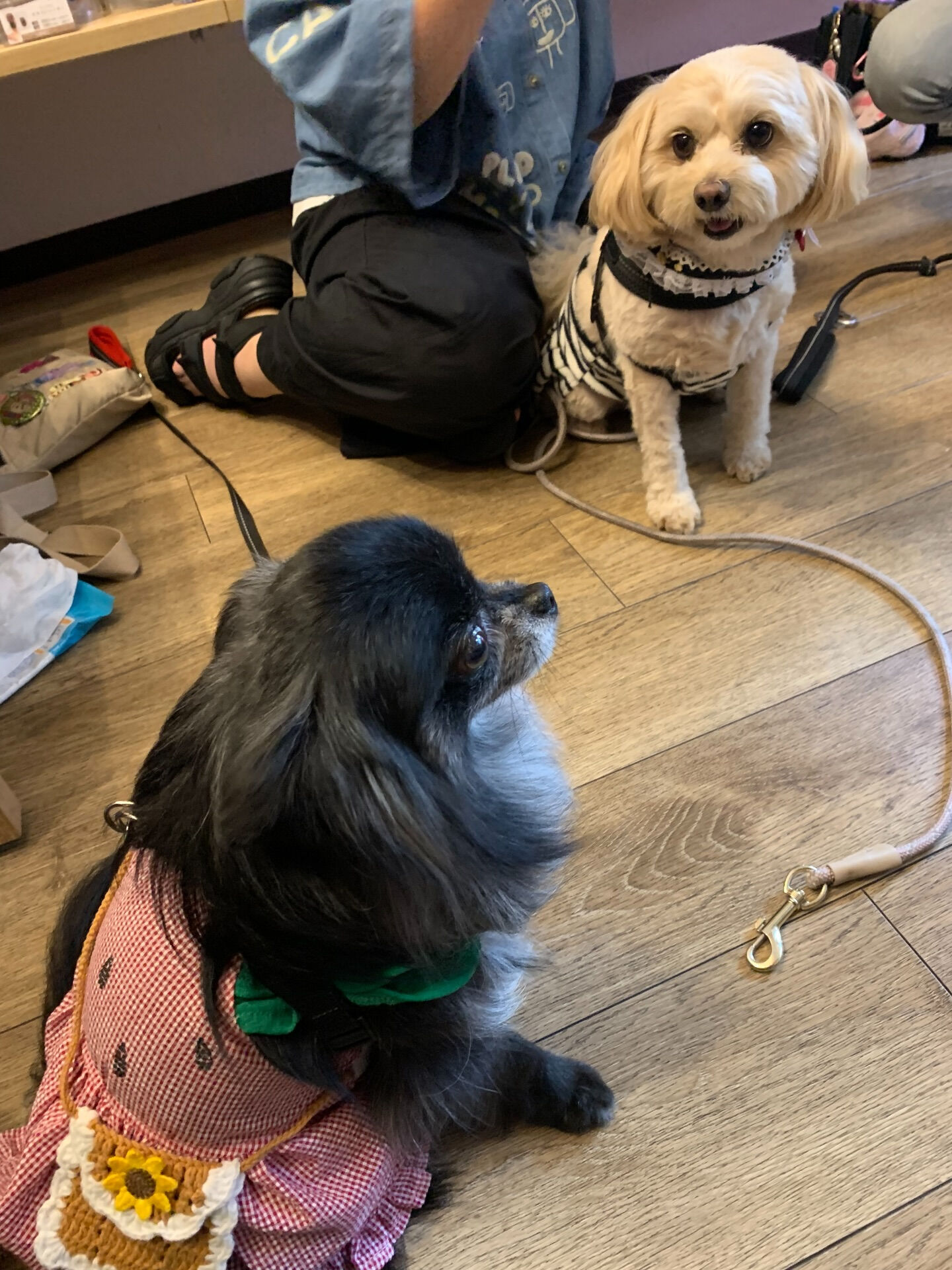 ラナちゃんご来店ありがとうございます😊