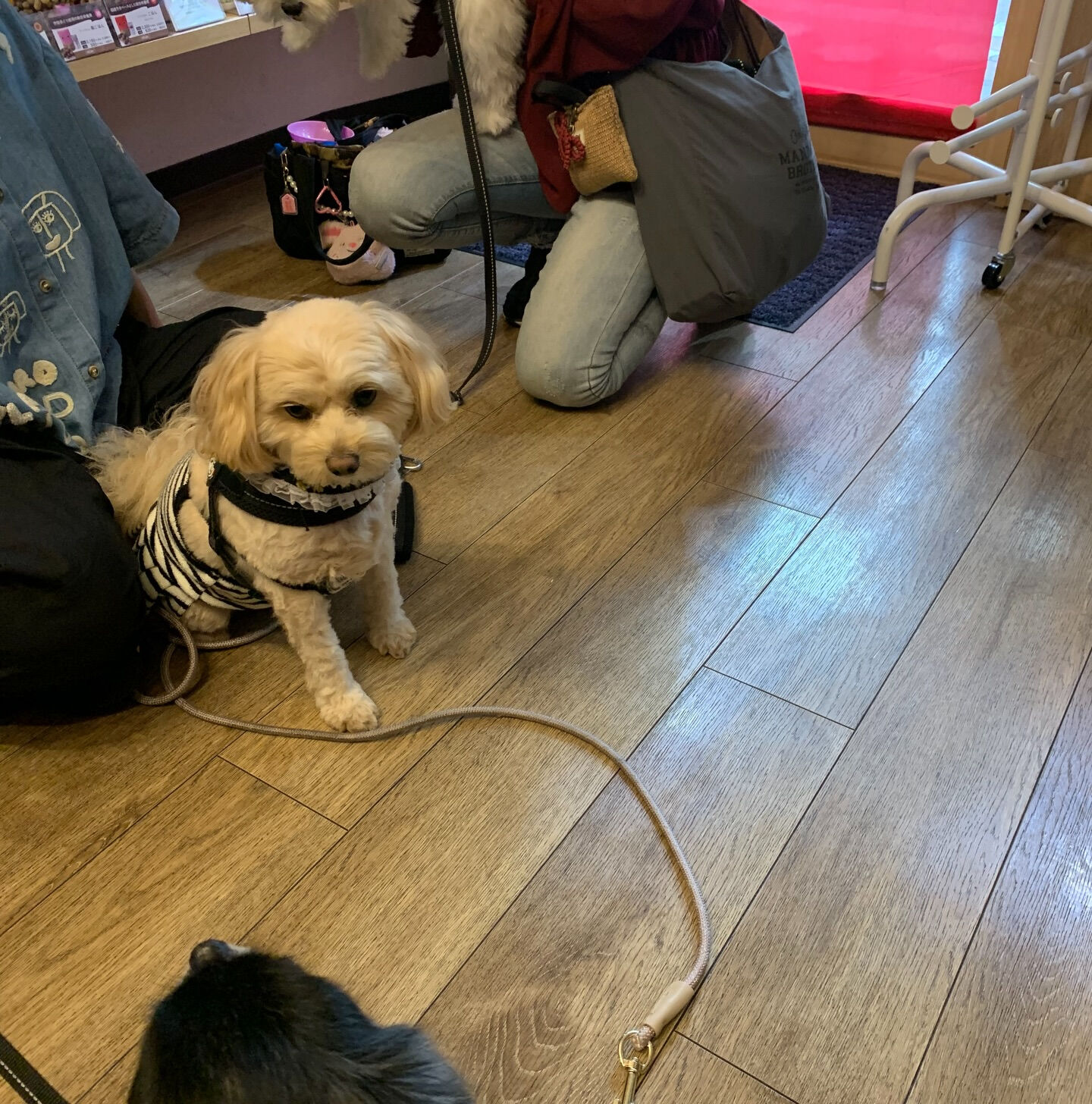 ウコちゃん、スコくんご来店ありがとうございます😊