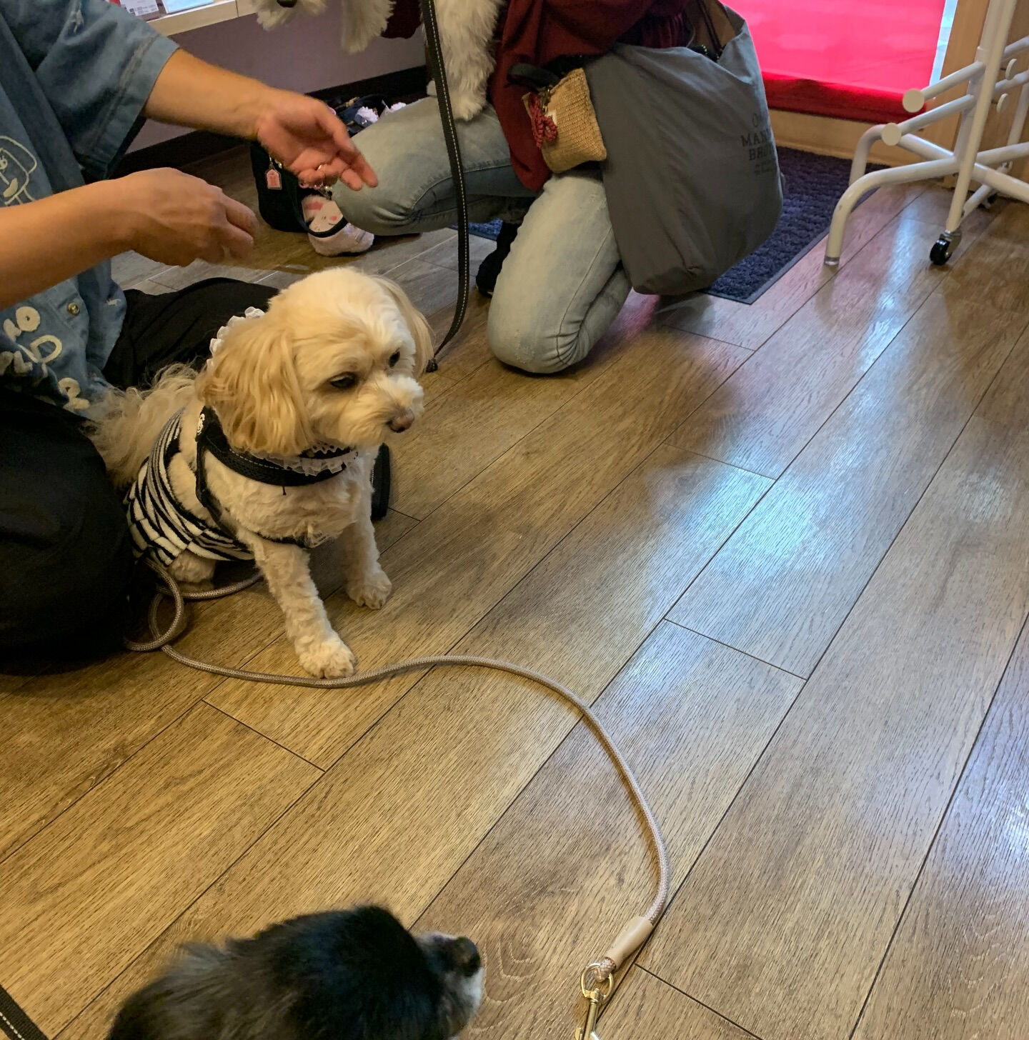 ウコちゃん、スコくんご来店ありがとうございます😊