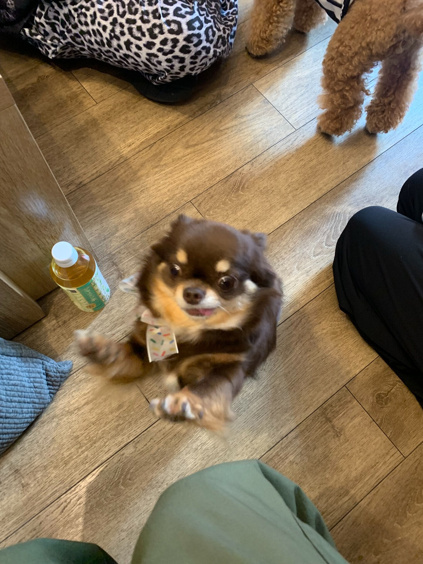 テンちゃんご来店ありがとうございます😊