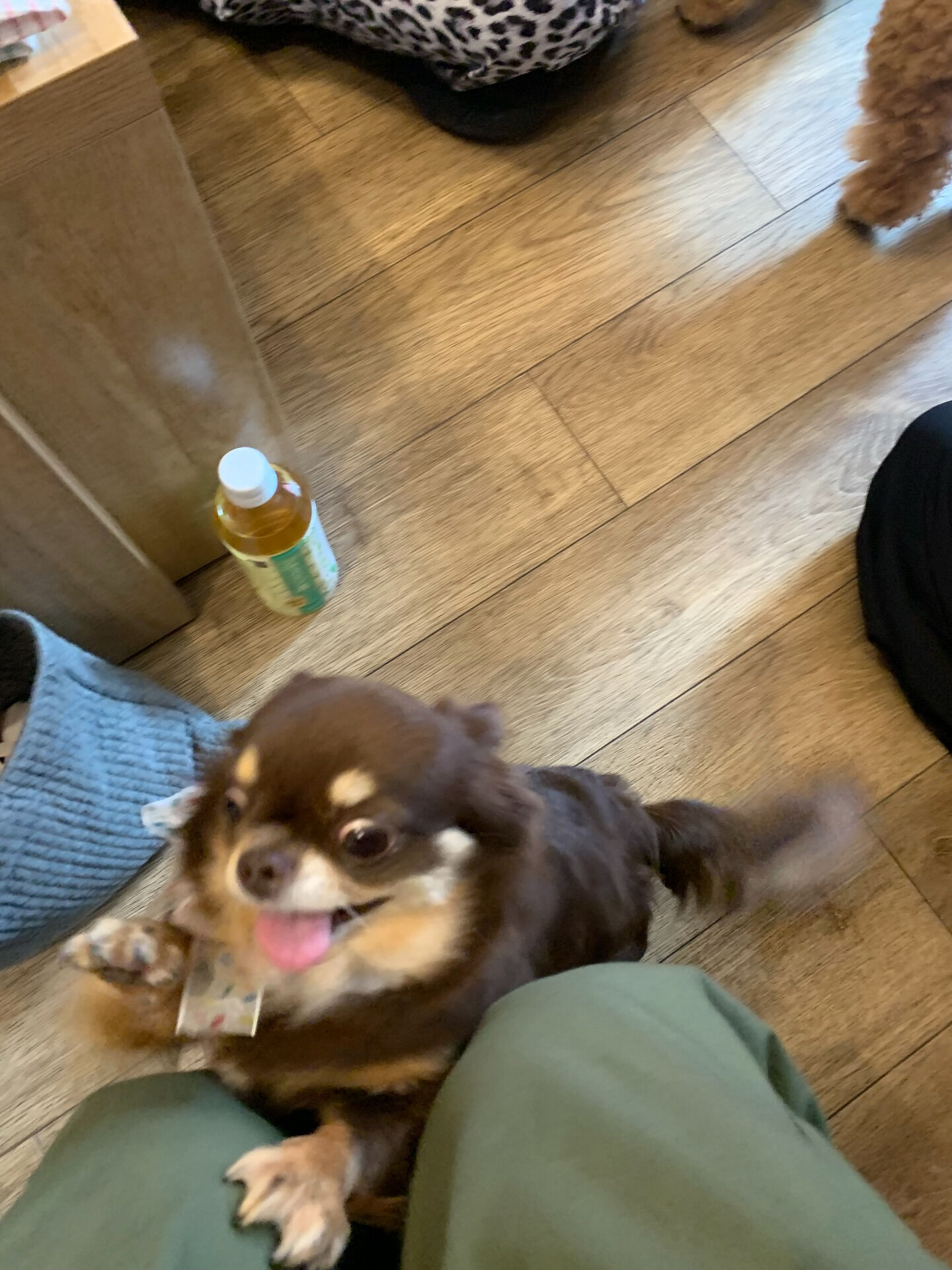 テンちゃんご来店ありがとうございます😊