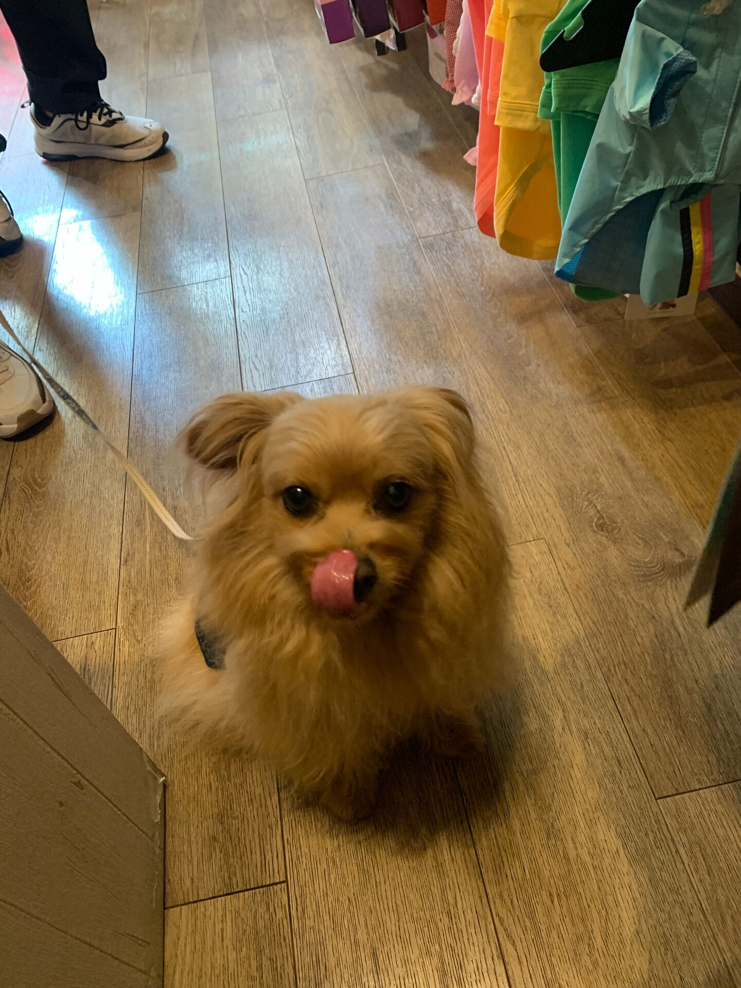 シフォンちゃんご来店ありがとうございます😊