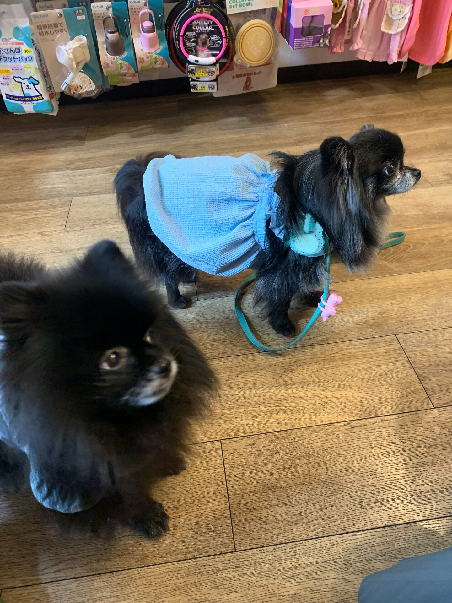 ラナちゃんご来店ありがとうございます😊