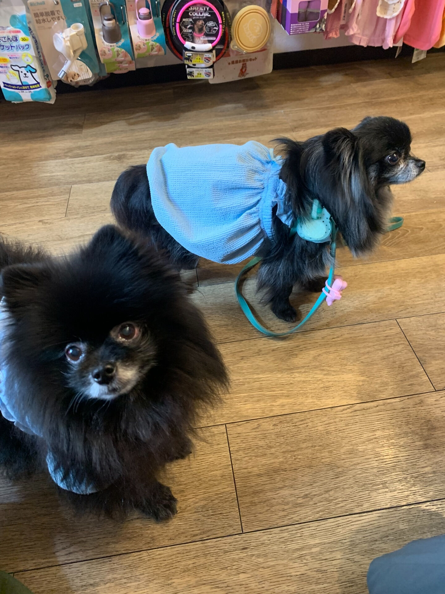 ラナちゃんご来店ありがとうございます😊