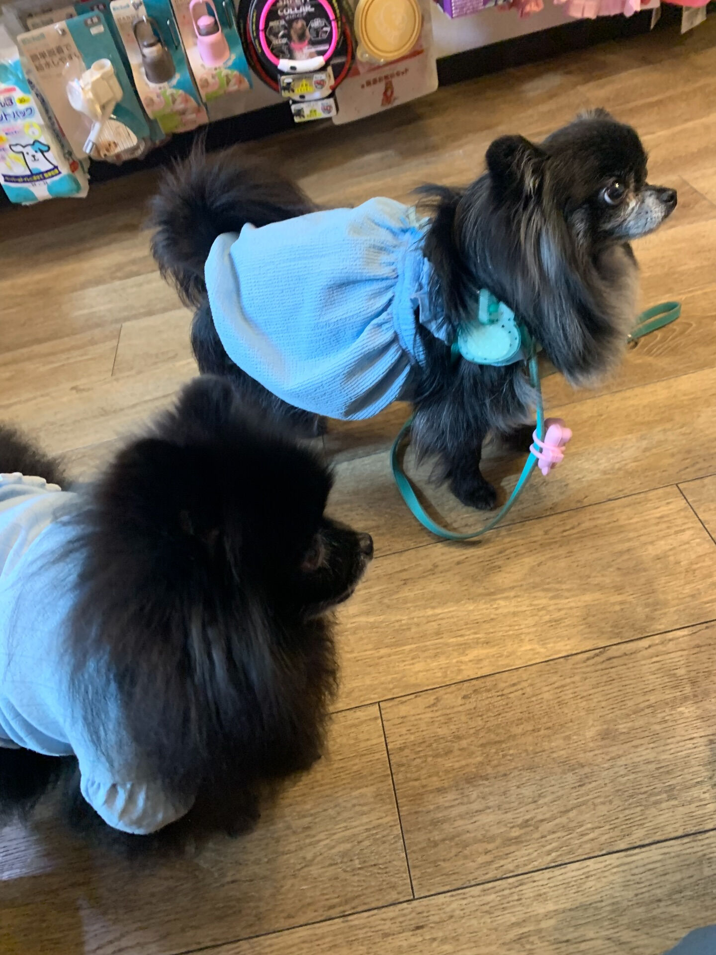 ラナちゃんご来店ありがとうございます😊