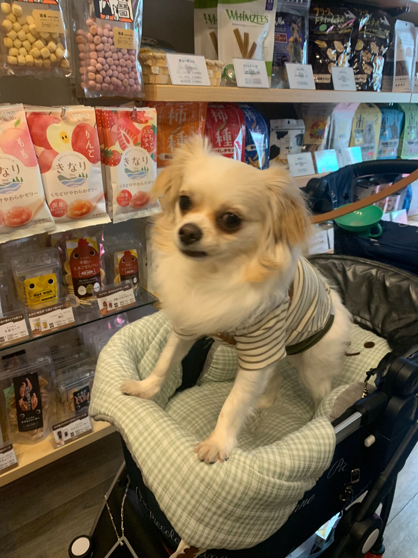 ロンくんご来店ありがとうございます😊