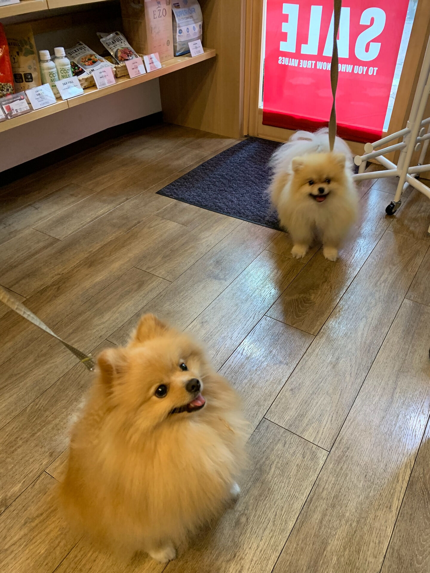 もなかちゃん、つくねちゃんご来店ありがとうございます😊