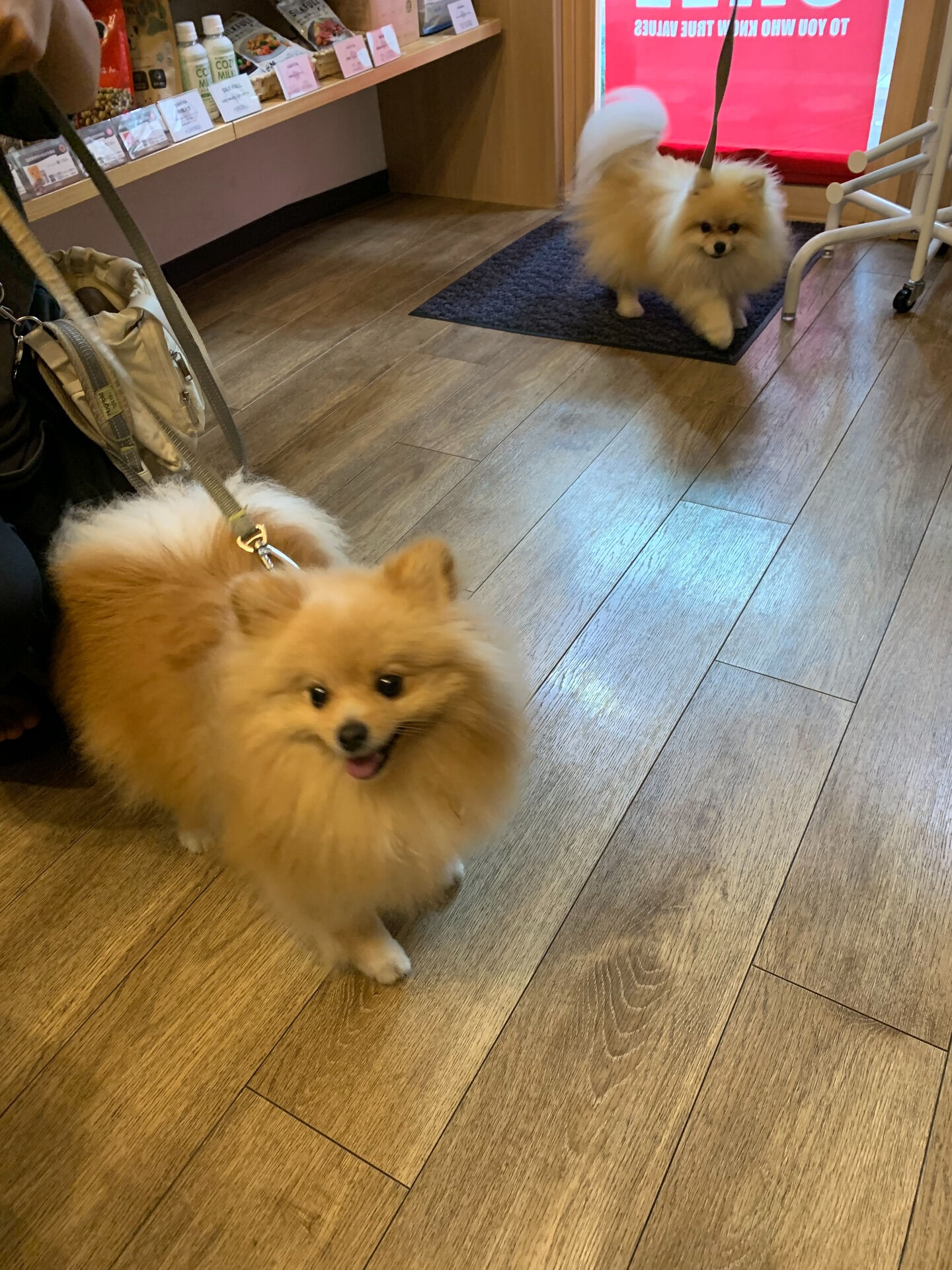もなかちゃん、つくねちゃんご来店ありがとうございます😊