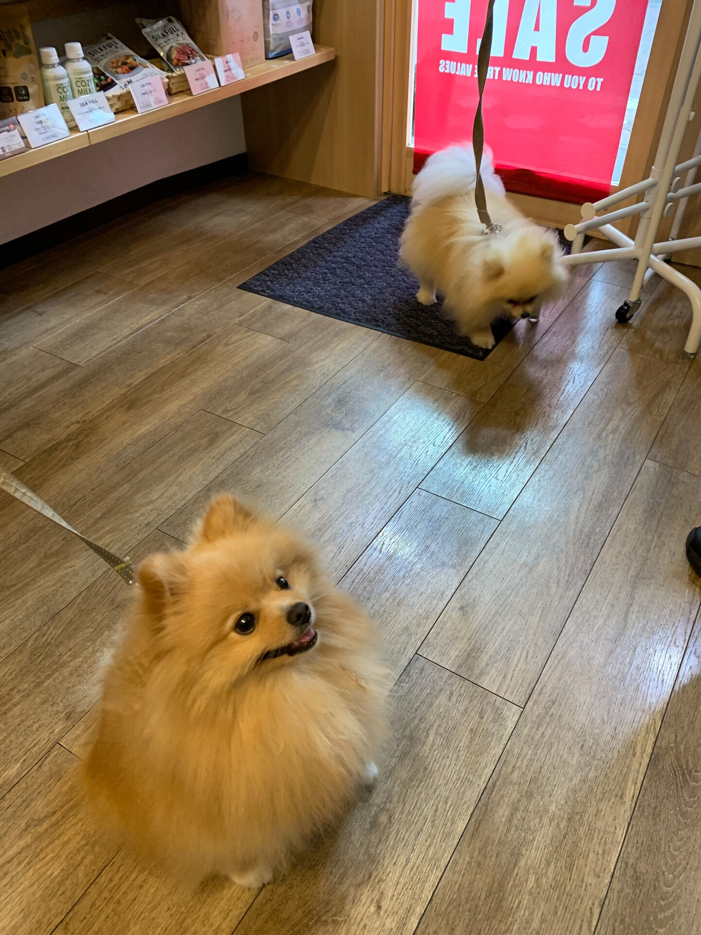もなかちゃん、つくねちゃんご来店ありがとうございます😊