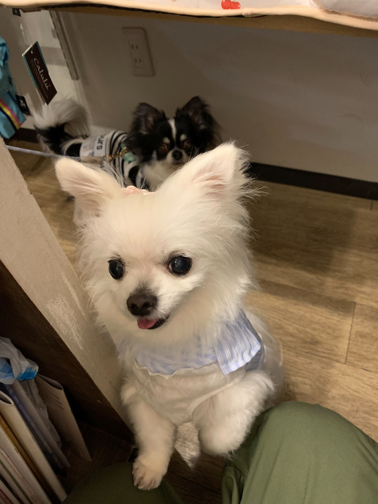 本日の大トリはももちゃんとりくくんでしたー👏