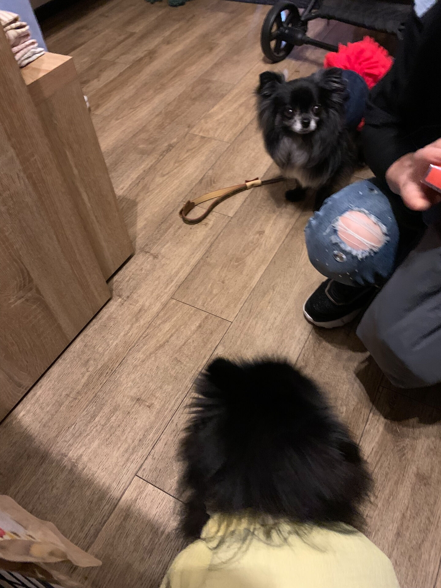 本日の番外編は、ラナちゃんでしたー👏