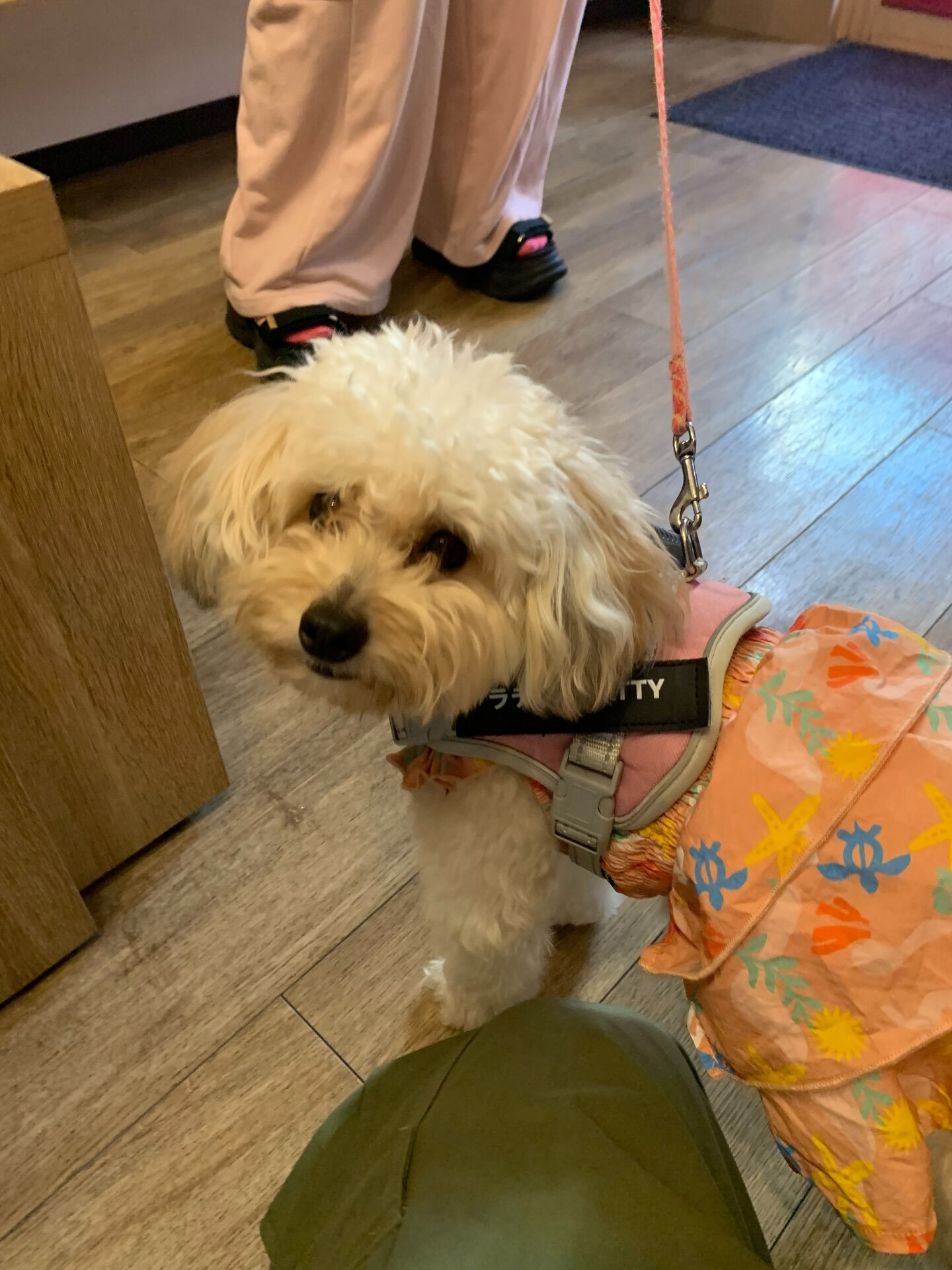 ラティちゃんご来店ありがとうございます😊