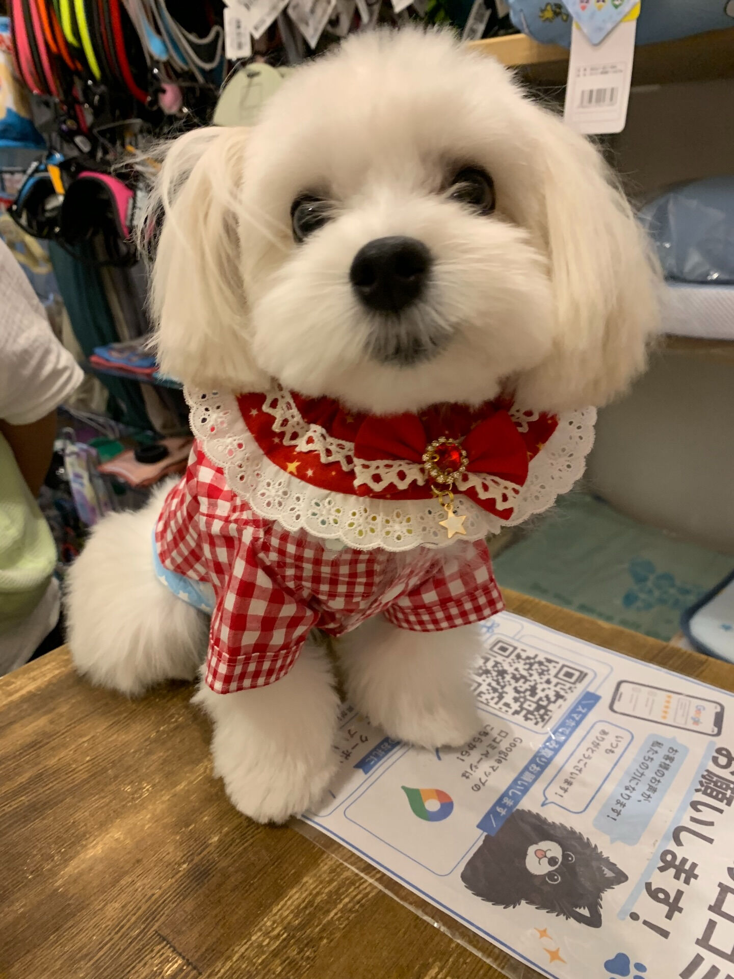 ウコちゃん、スコくんご来店ありがとうございます😊