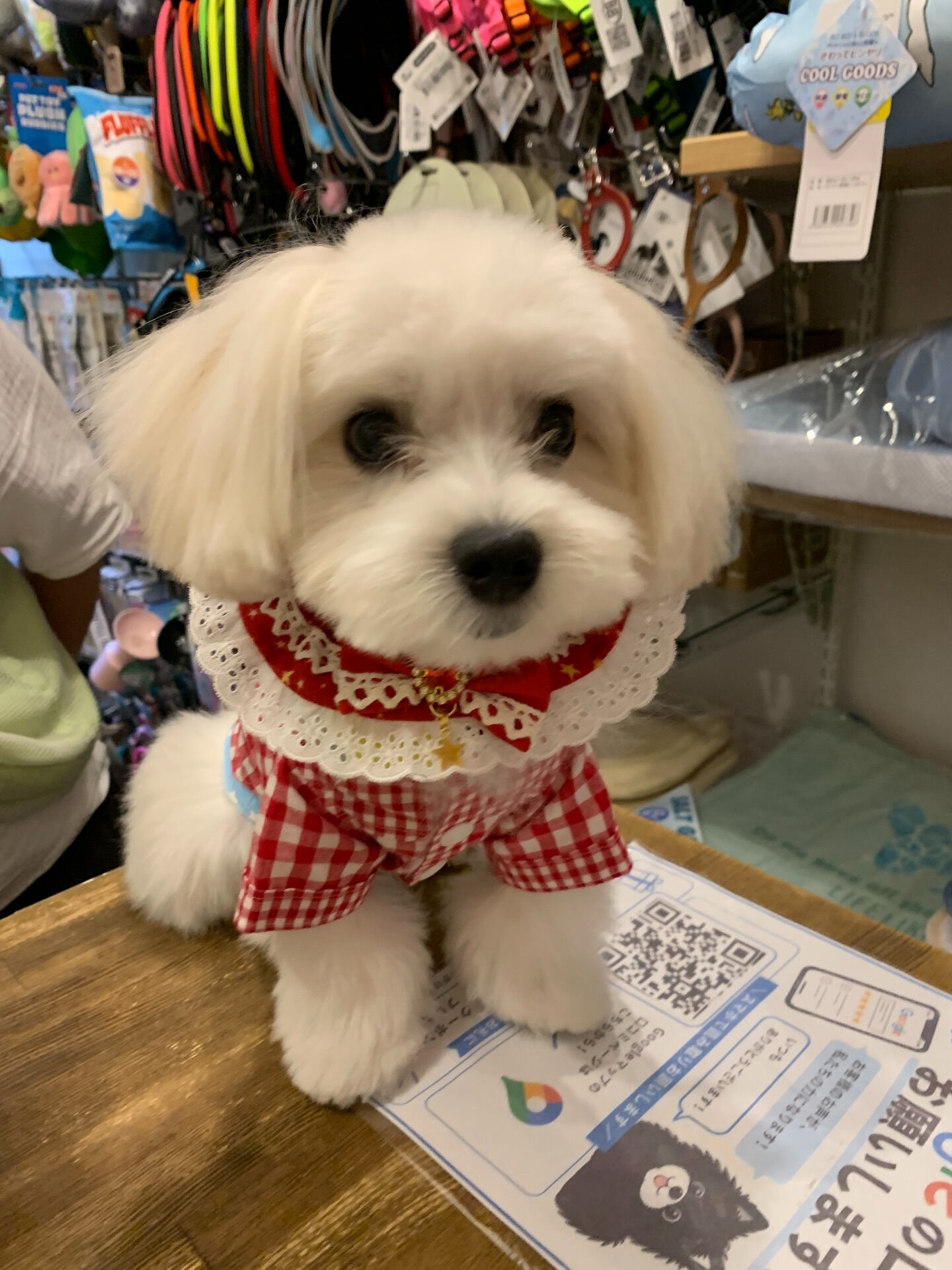 ウコちゃん、スコくんご来店ありがとうございます😊