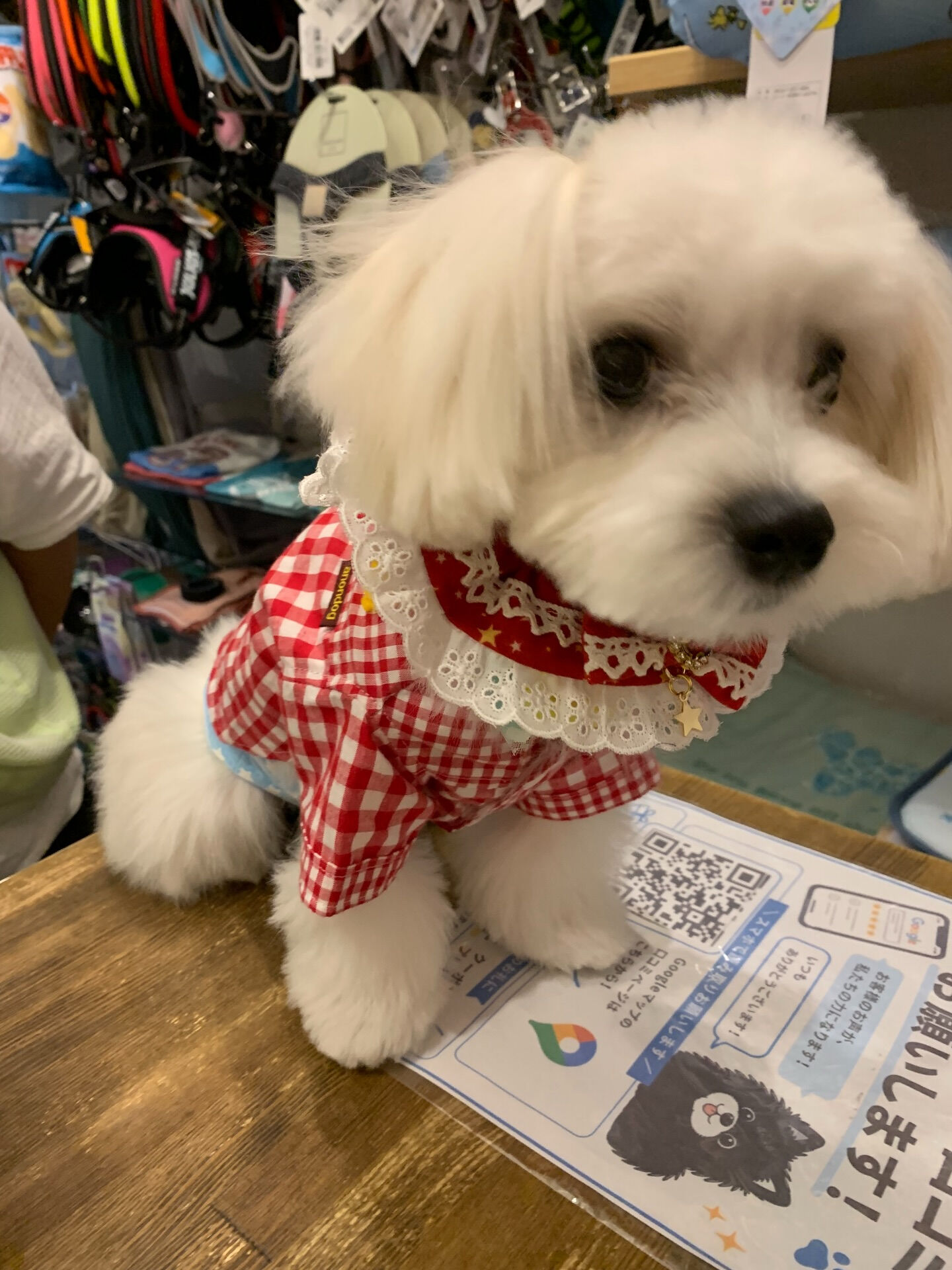 ウコちゃん、スコくんご来店ありがとうございます😊
