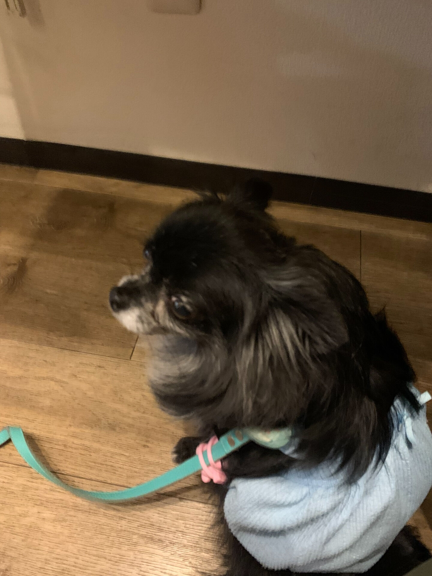 ラナちゃんご来店ありがとうございます😊