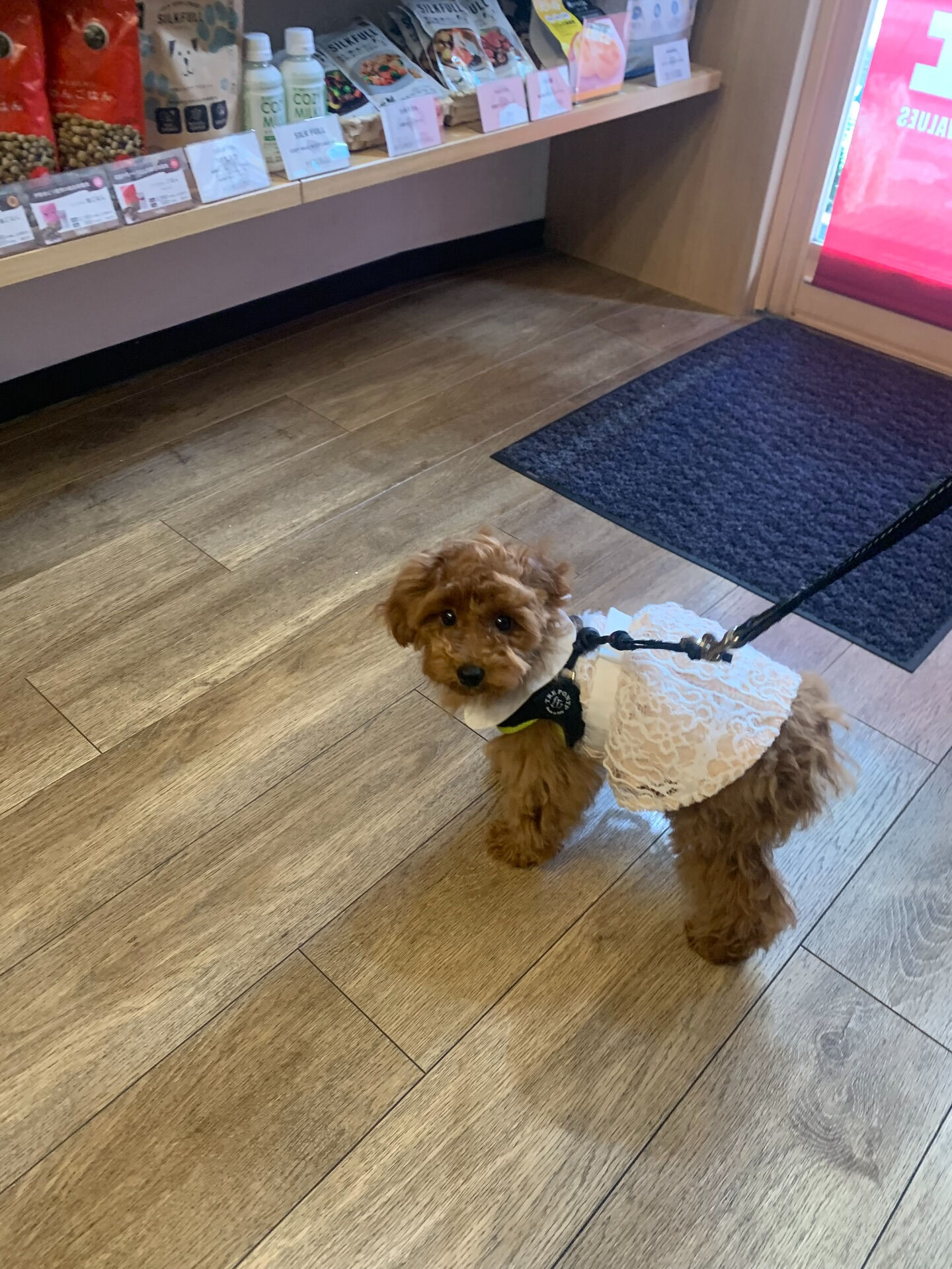 ココちゃんご来店ありがとうございます😊