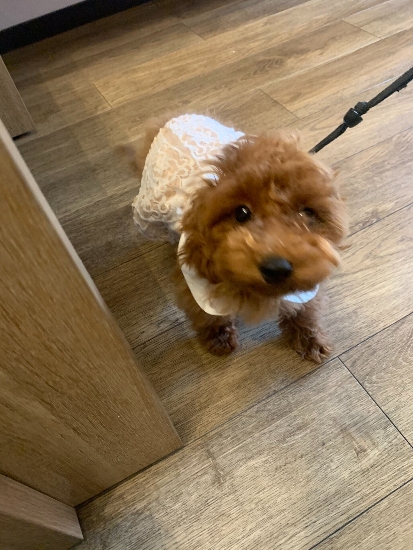 ココちゃんご来店ありがとうございます😊