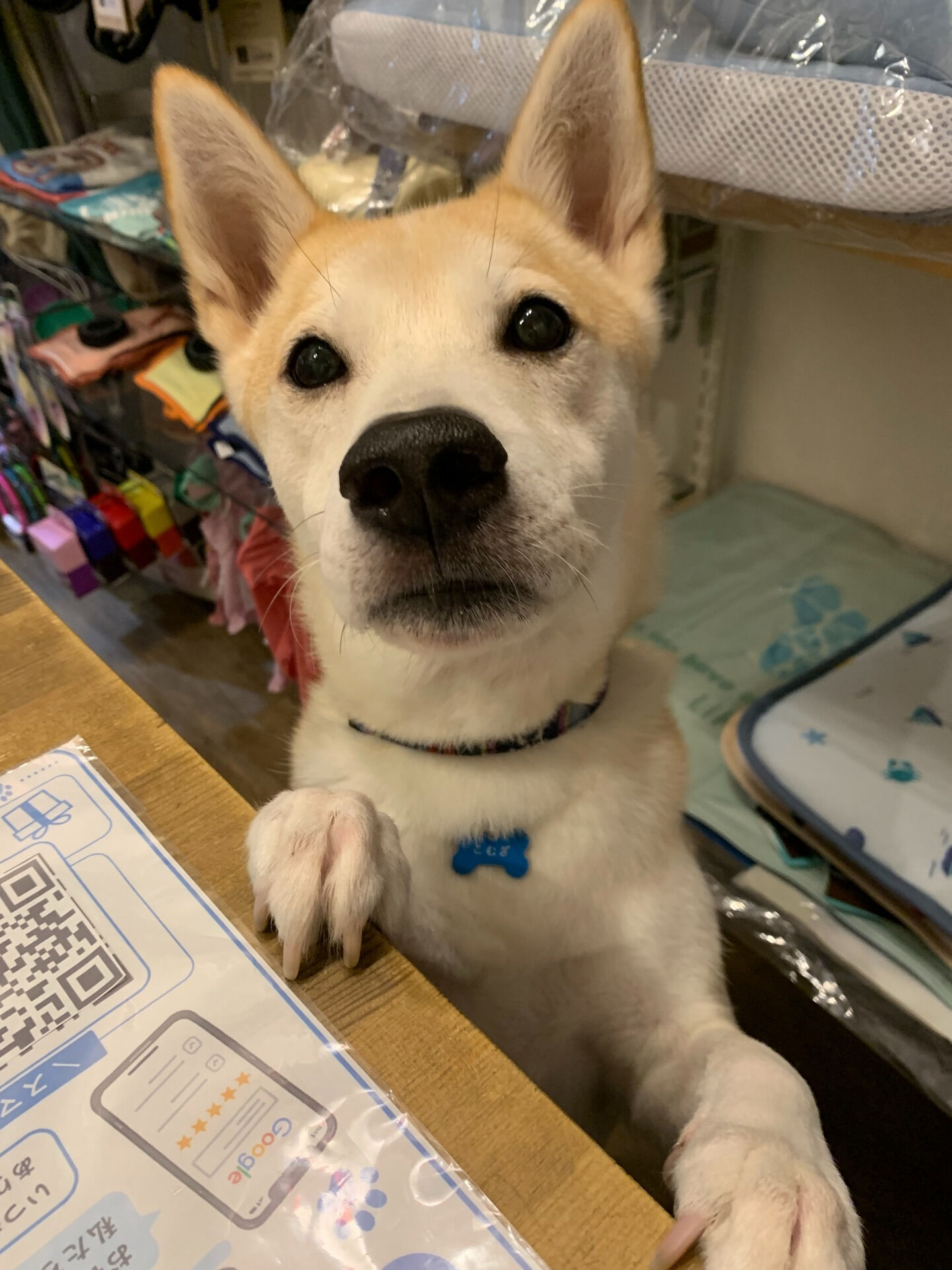 こむぎくんご来店ありがとうございます😊