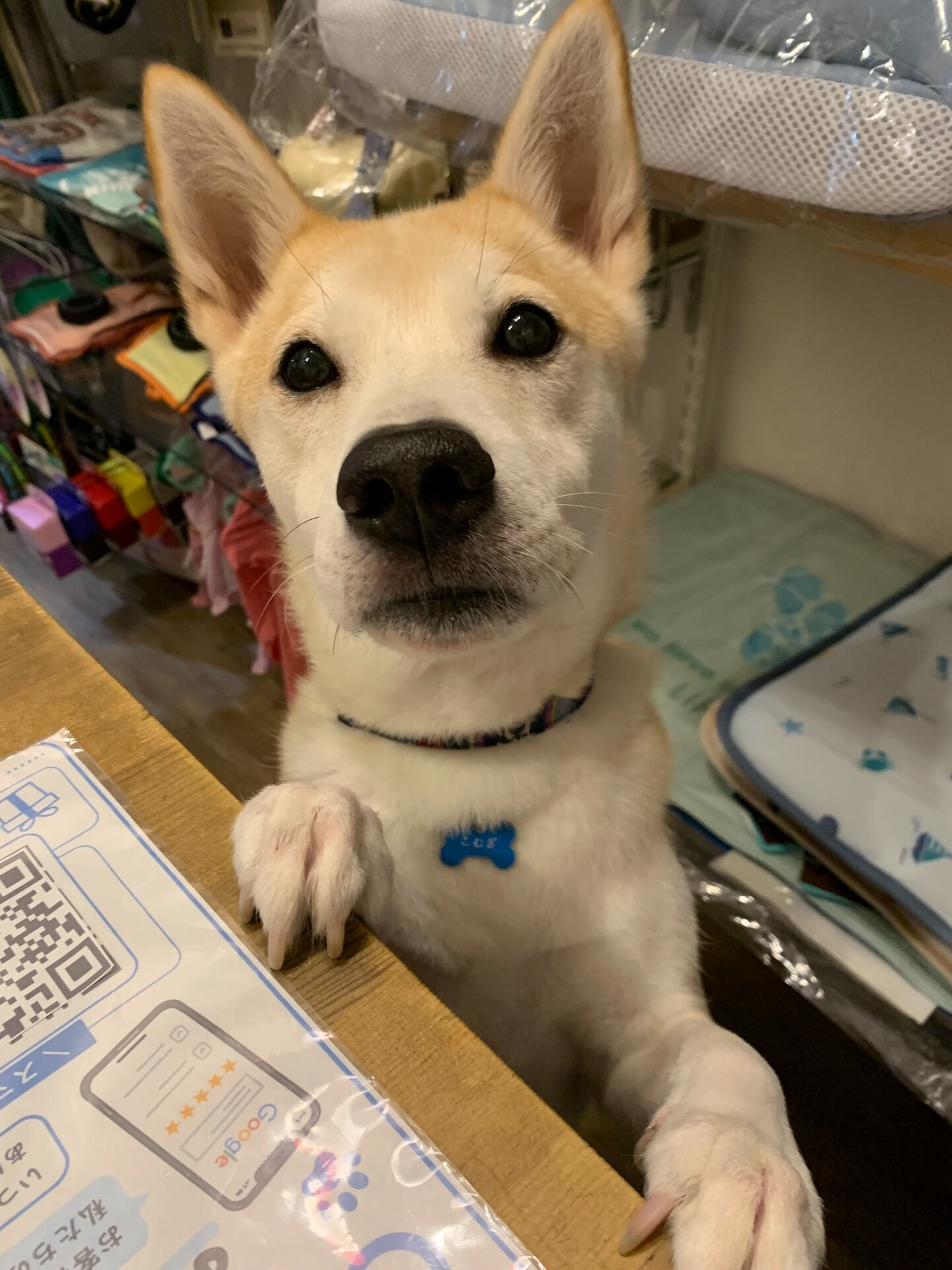 こむぎくんご来店ありがとうございます😊