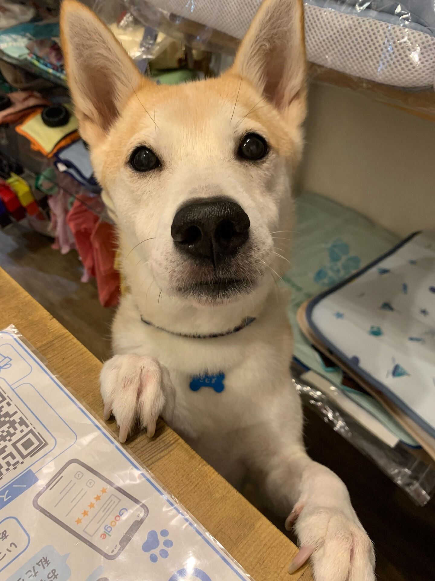 こむぎくんご来店ありがとうございます😊