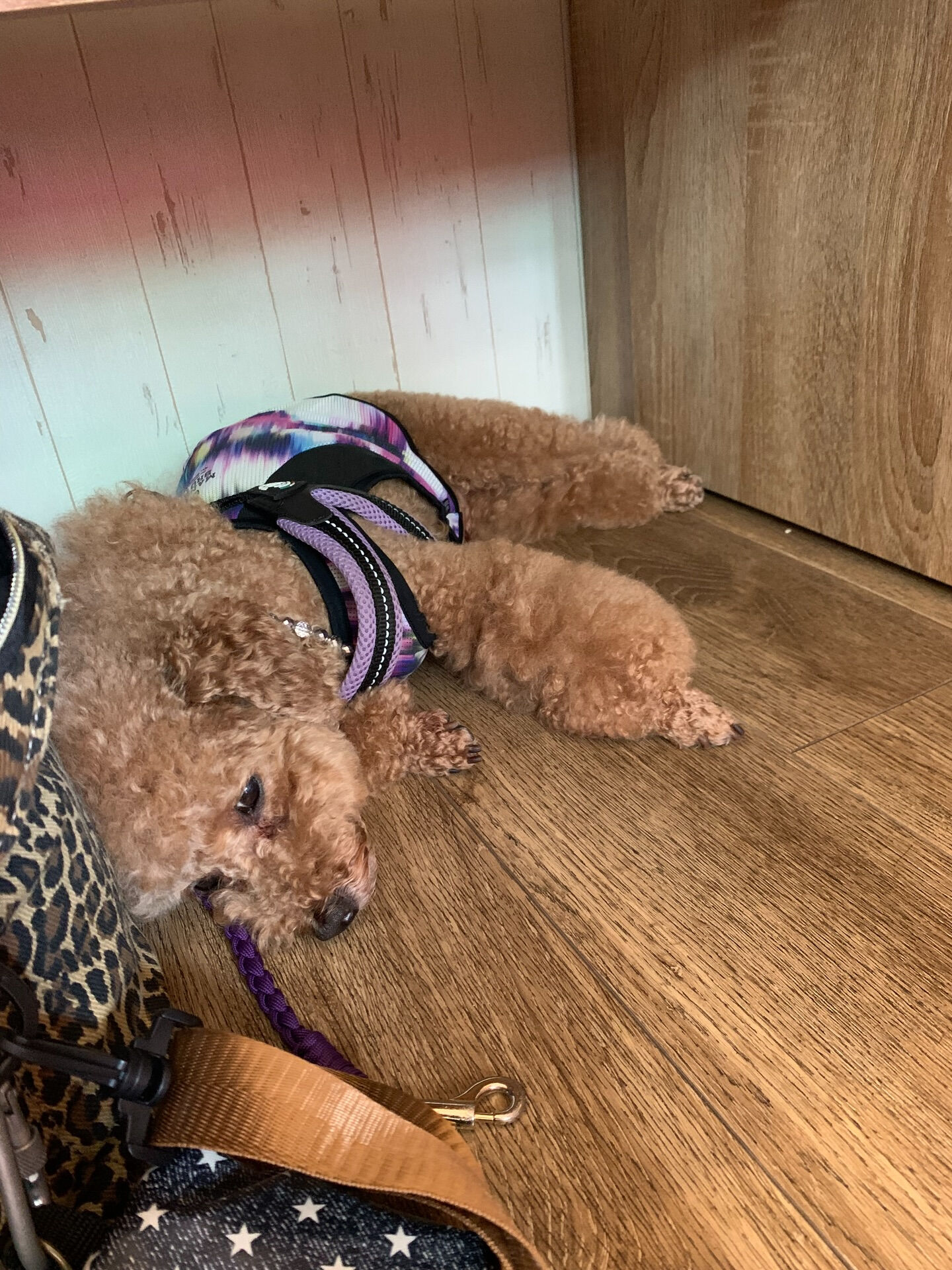 ティアくん、レオくん、こはるちゃんご来店ありがとうございます