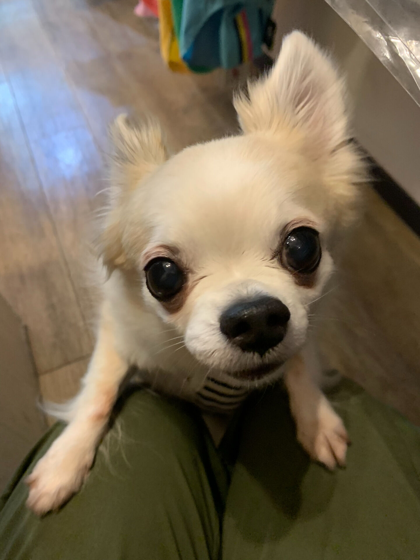 ここちゃんご来店ありがとうございます😊