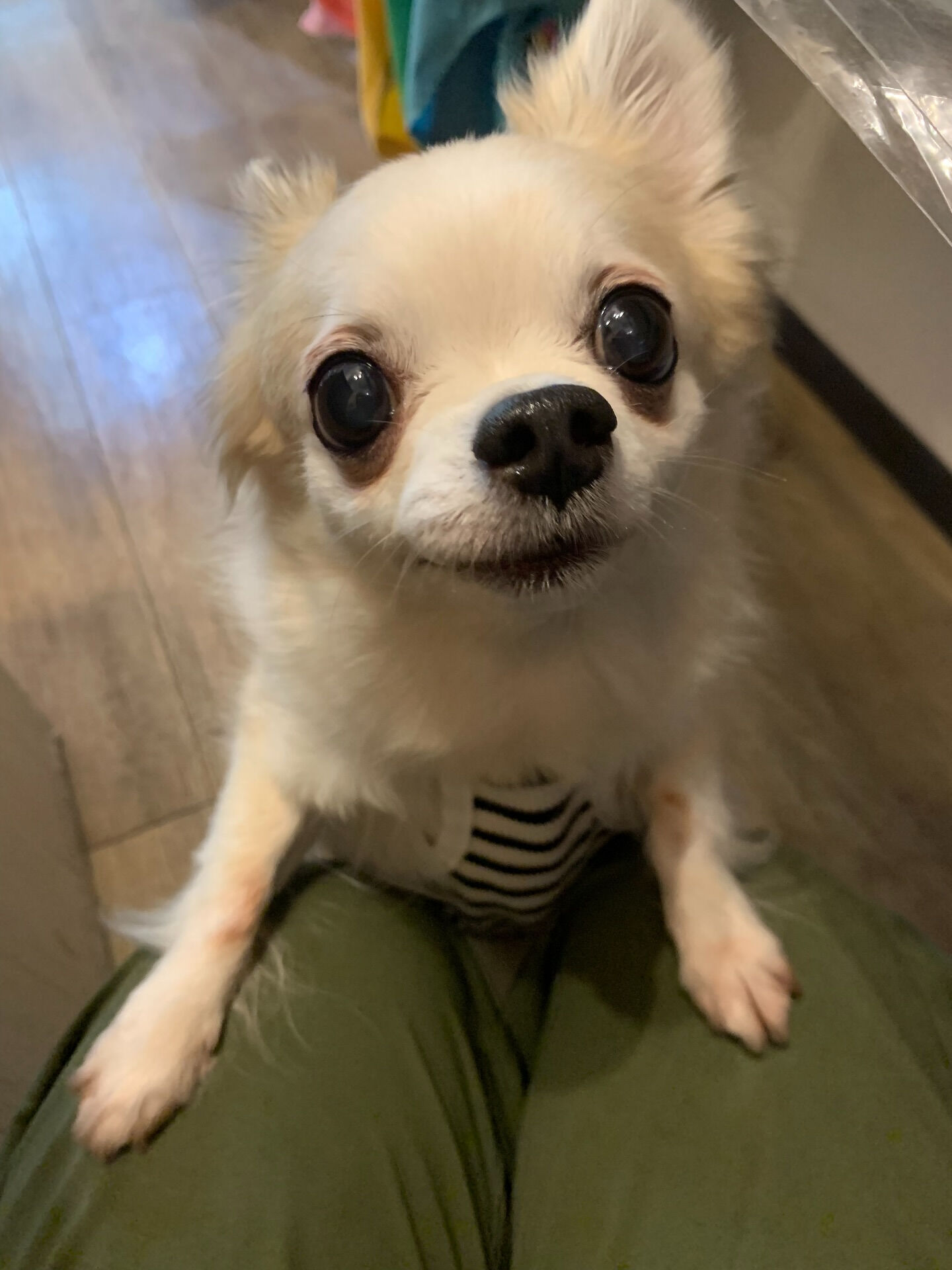 ここちゃんご来店ありがとうございます😊