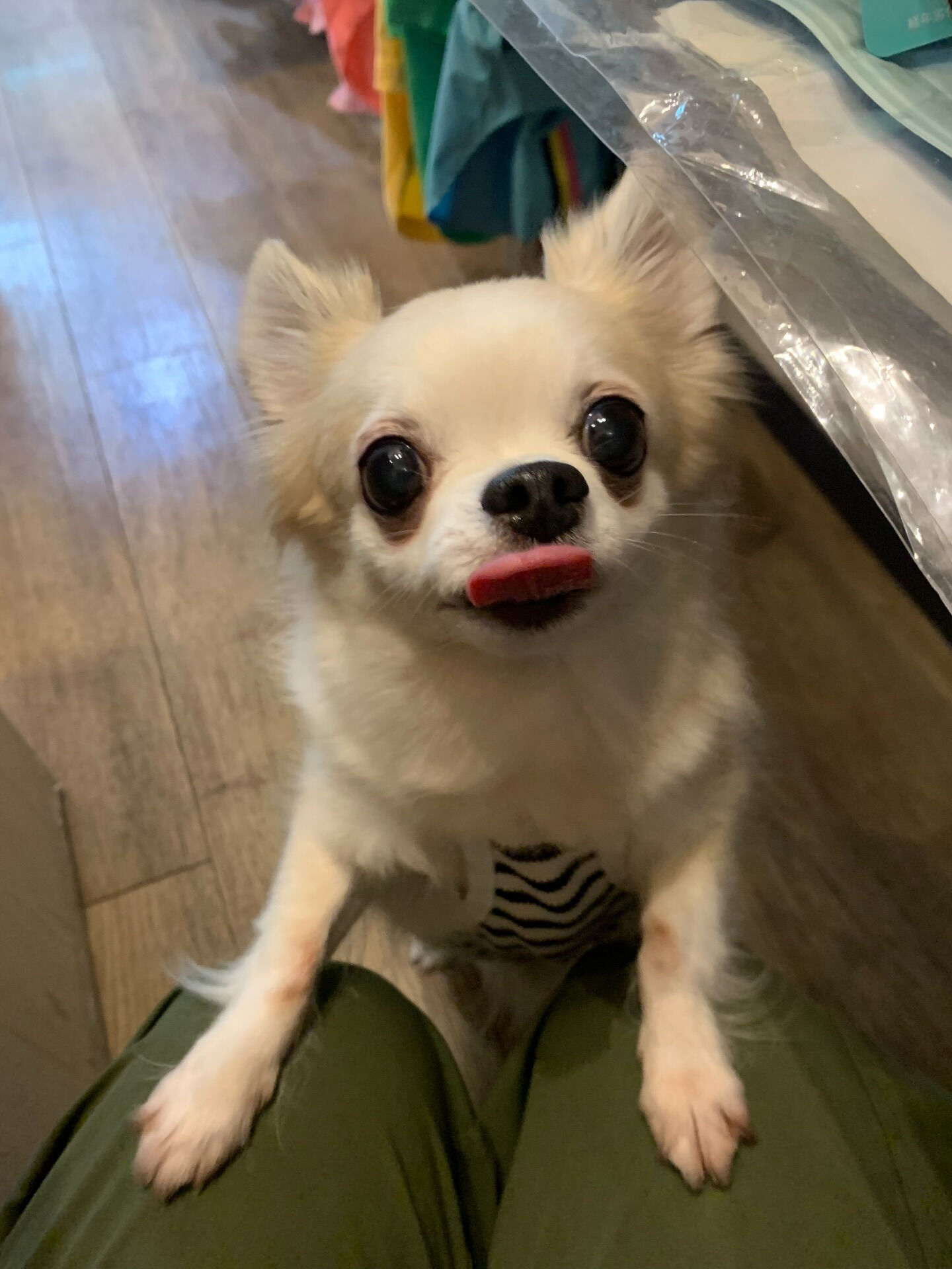 ここちゃんご来店ありがとうございます😊