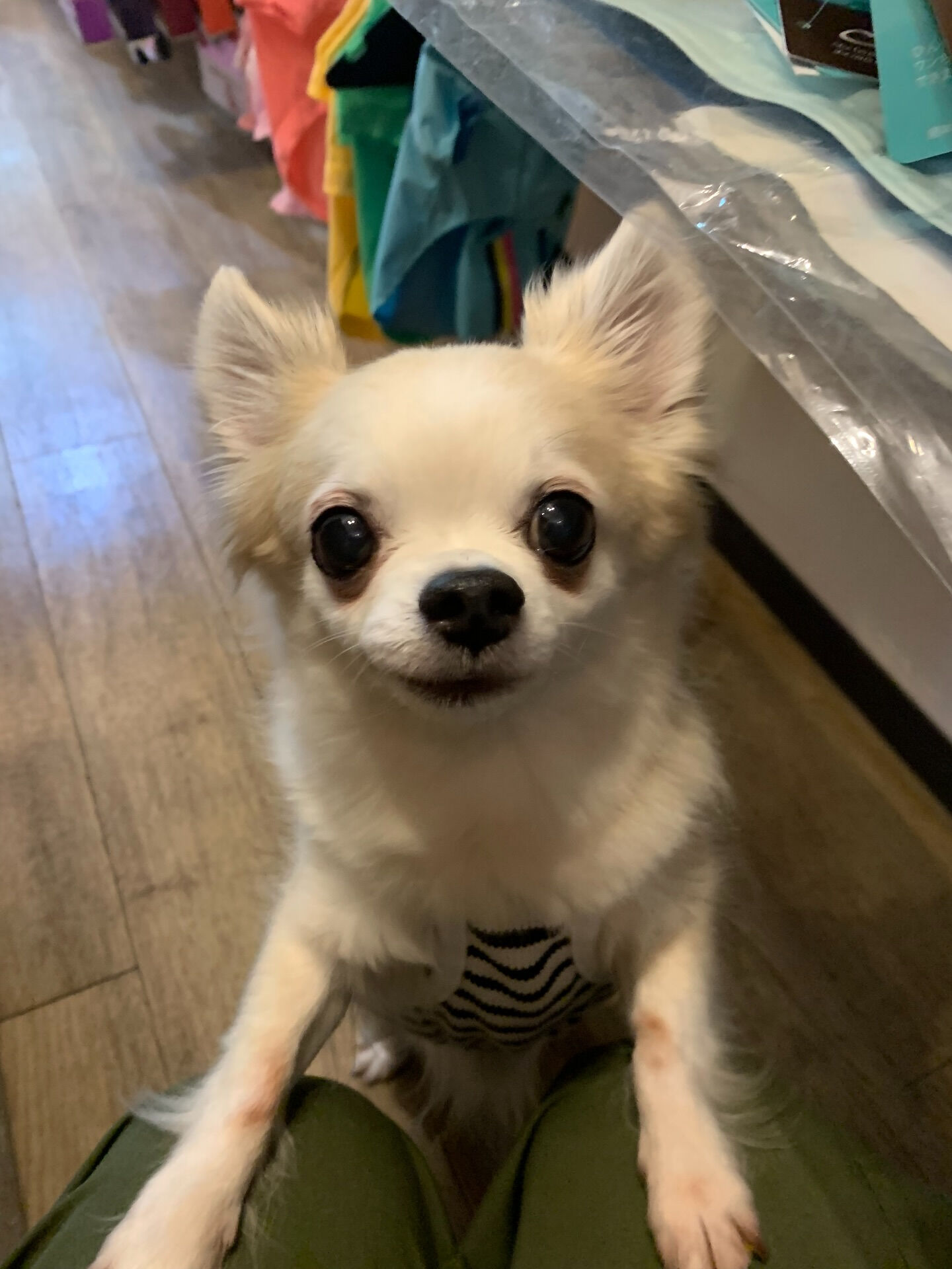 ここちゃんご来店ありがとうございます😊