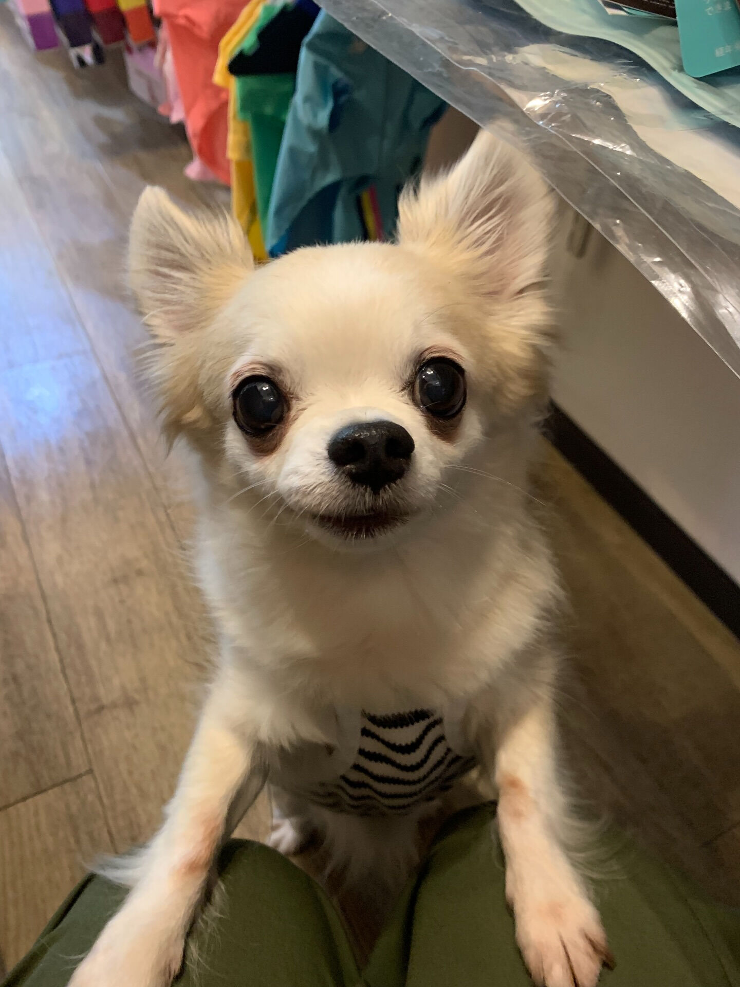 ここちゃんご来店ありがとうございます😊