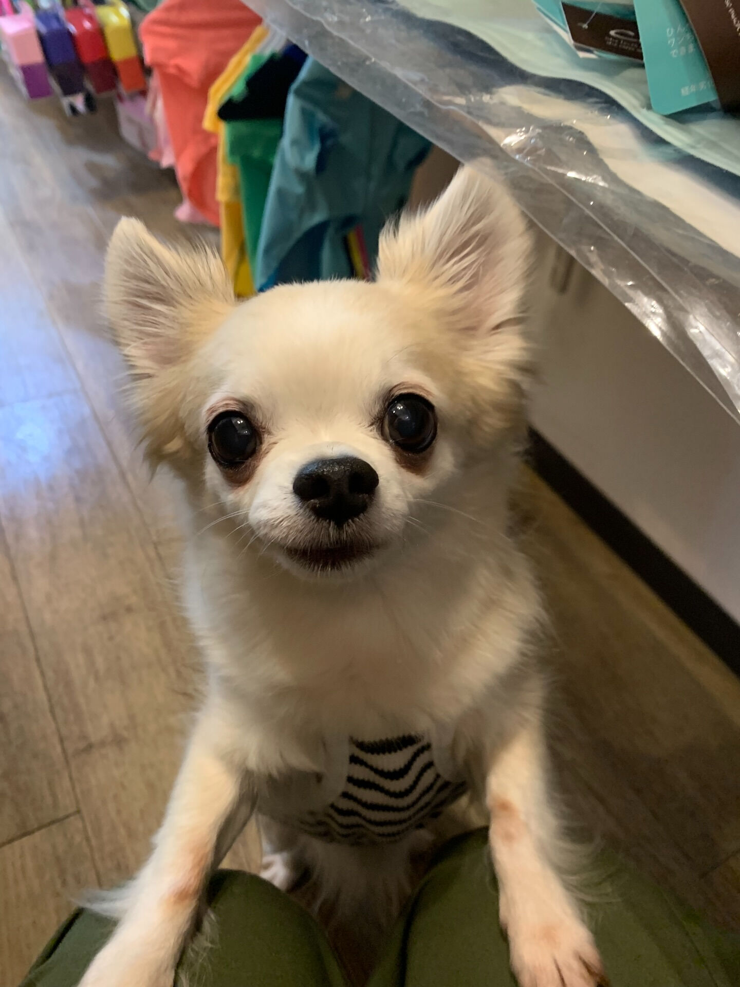 ここちゃんご来店ありがとうございます😊