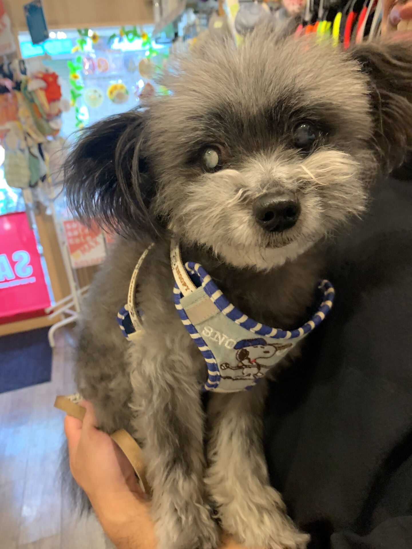 プリンスくんご来店ありがとうございます😊